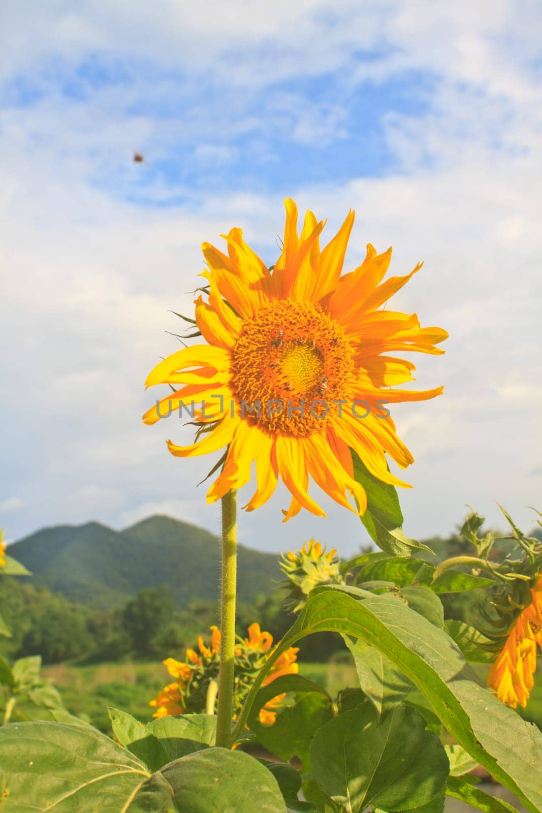 Landscape with beautiful sunflower in field and blue sky
