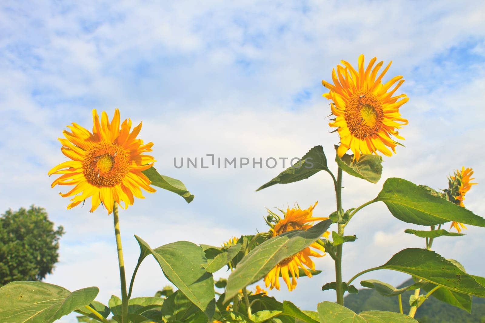 Landscape with beautiful sunflower in field and blue sky