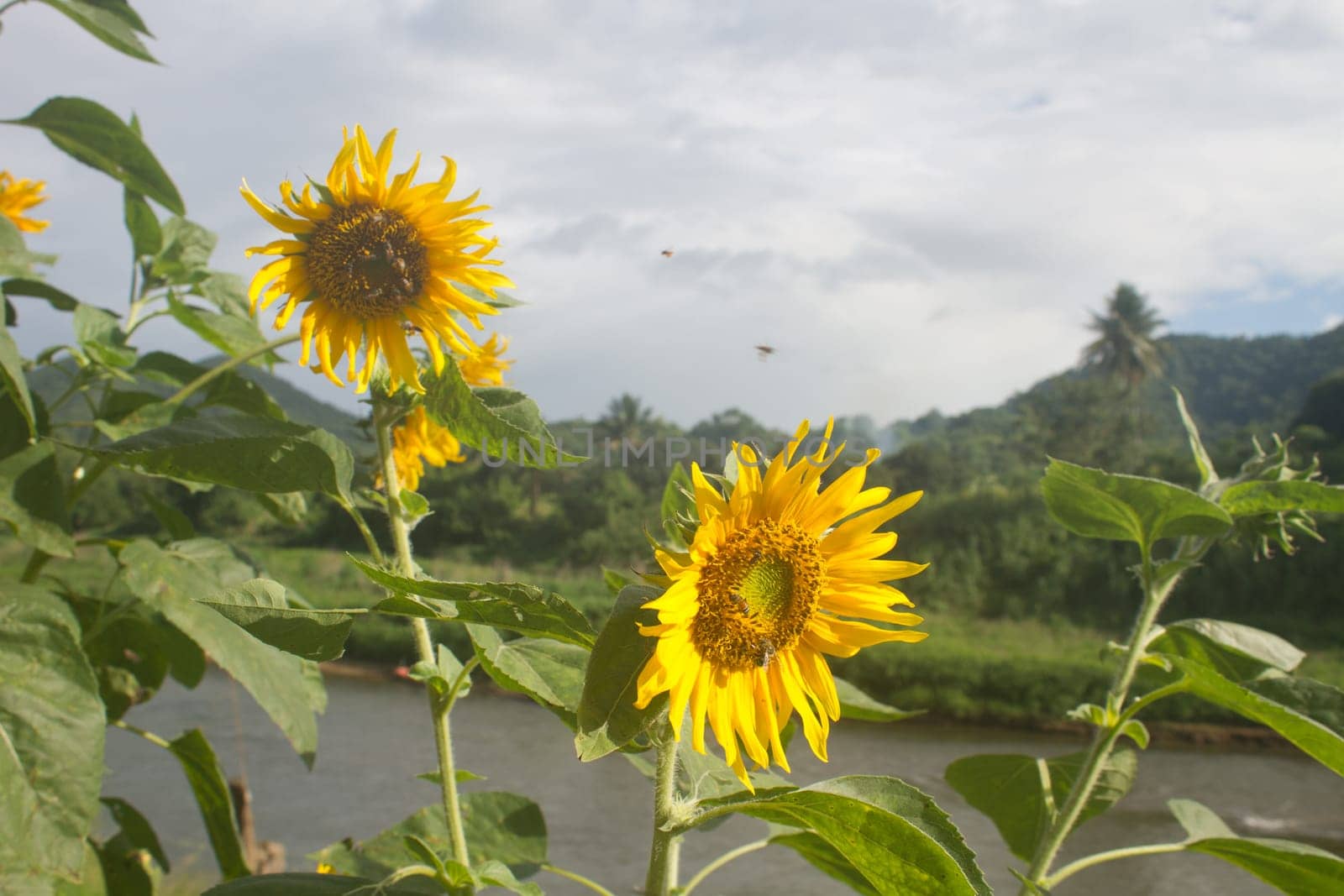 Landscape with beautiful sunflower in field and blue sky