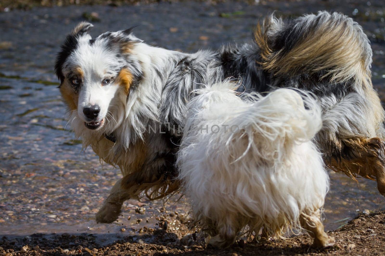 A small white Havanese tries to chase an Australian Shepherd through the water. Hopefully the little one doesn't overestimate himself.