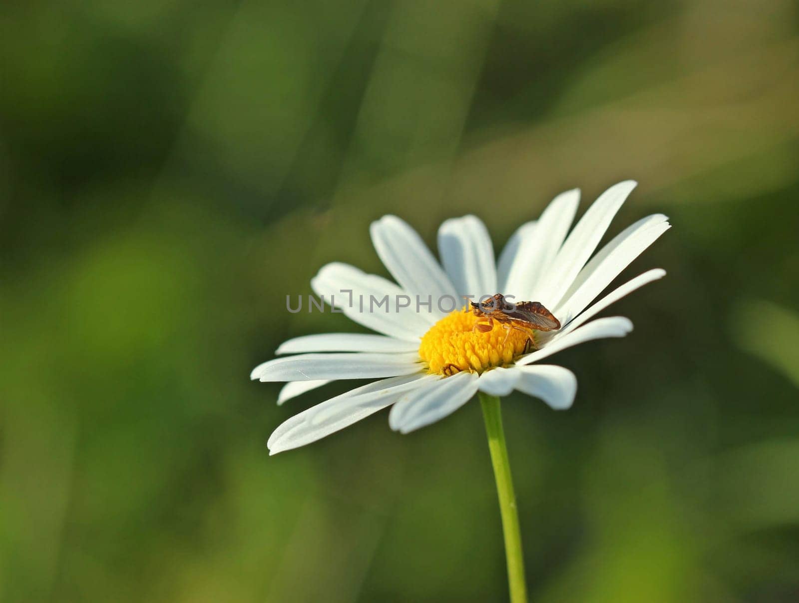 Devil (Phymata crassipes) on Margerite