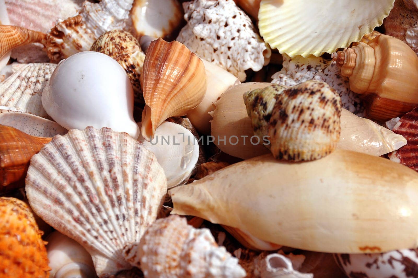 Shells