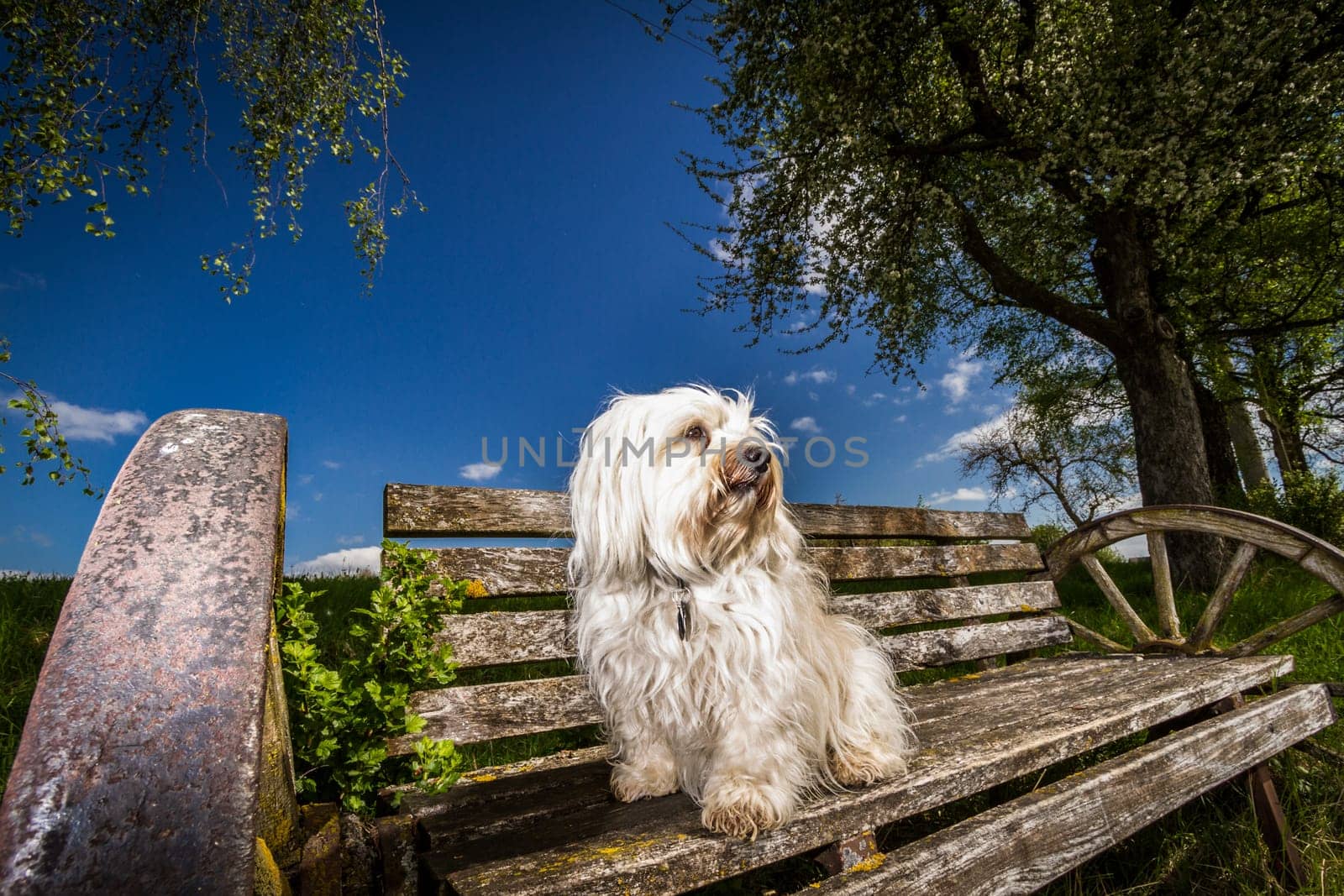 A small white Havanese sits on a bench with old wagon wheels as armrests and looks into the landscape.