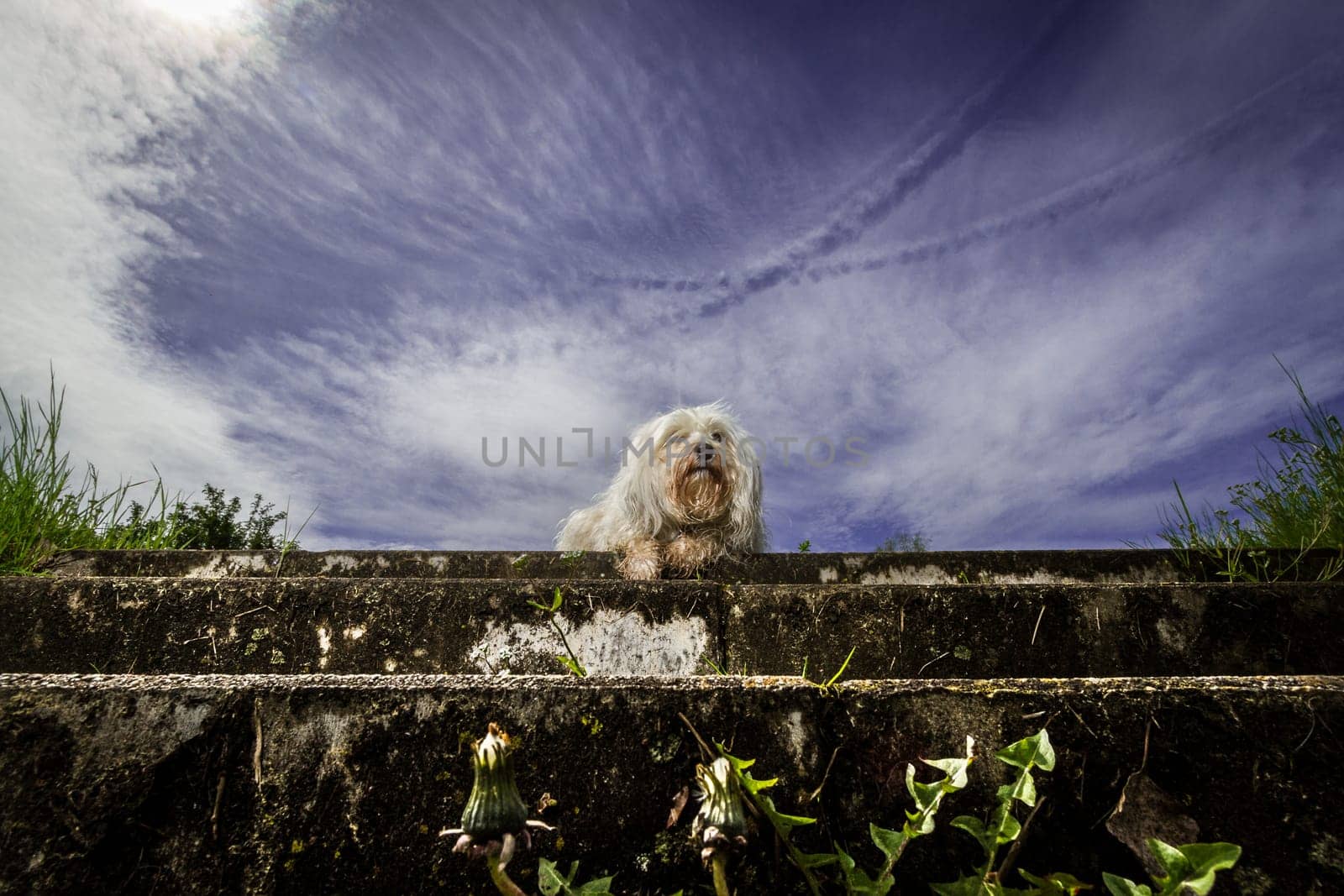 Little white Havanese sits quite abandoned and alone on a staircase,taken from below with a wide angle lens.