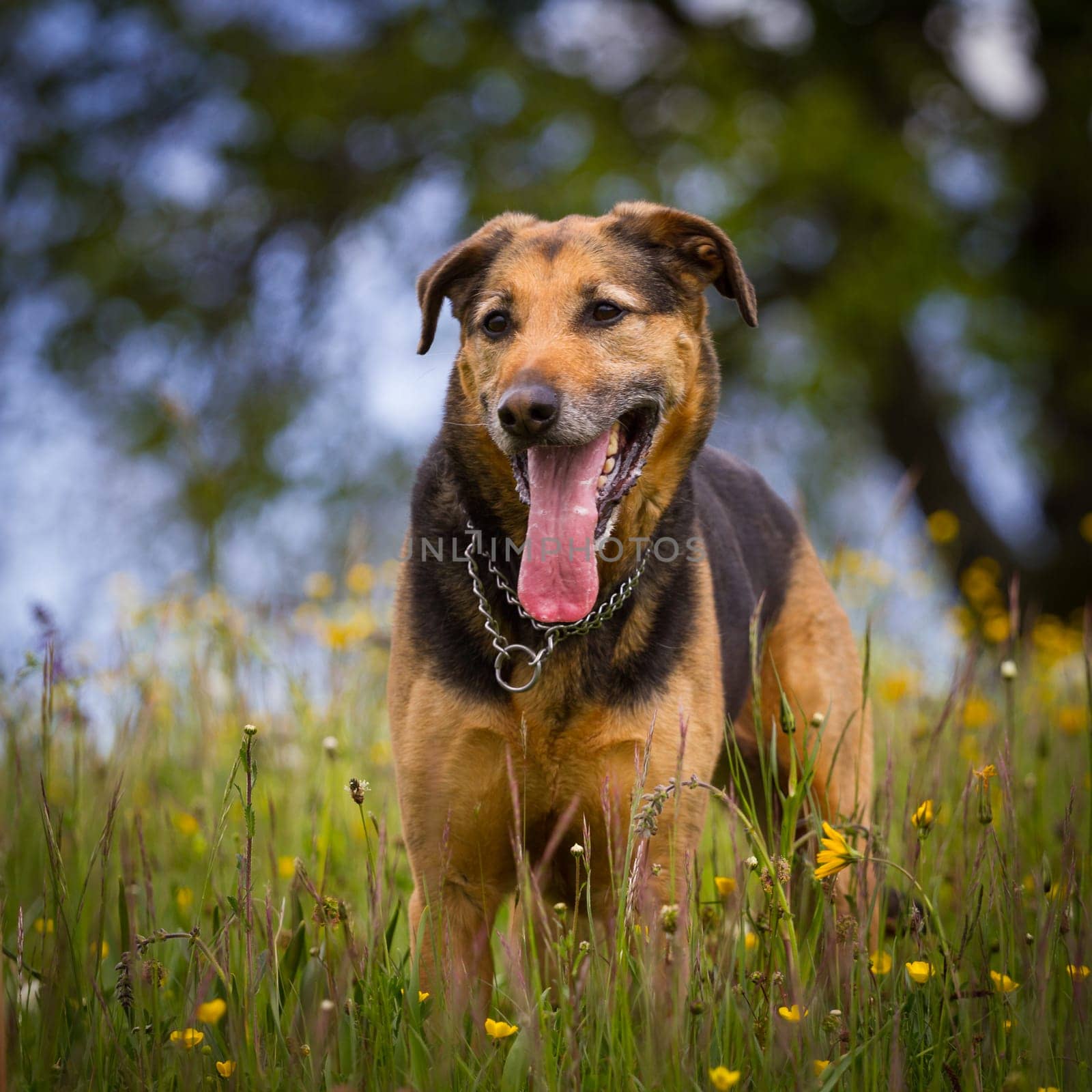 Brown,black stands prickling with outstretched tongue in a flower meadow.