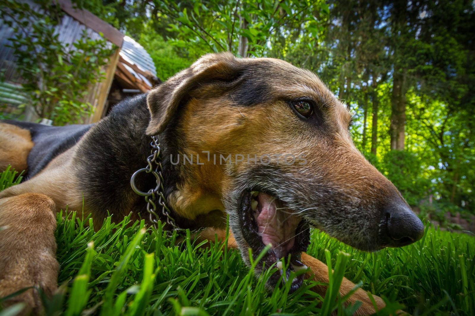 bitch crushing a pig's ear,with the mixed-breed bitch lying on green grass.