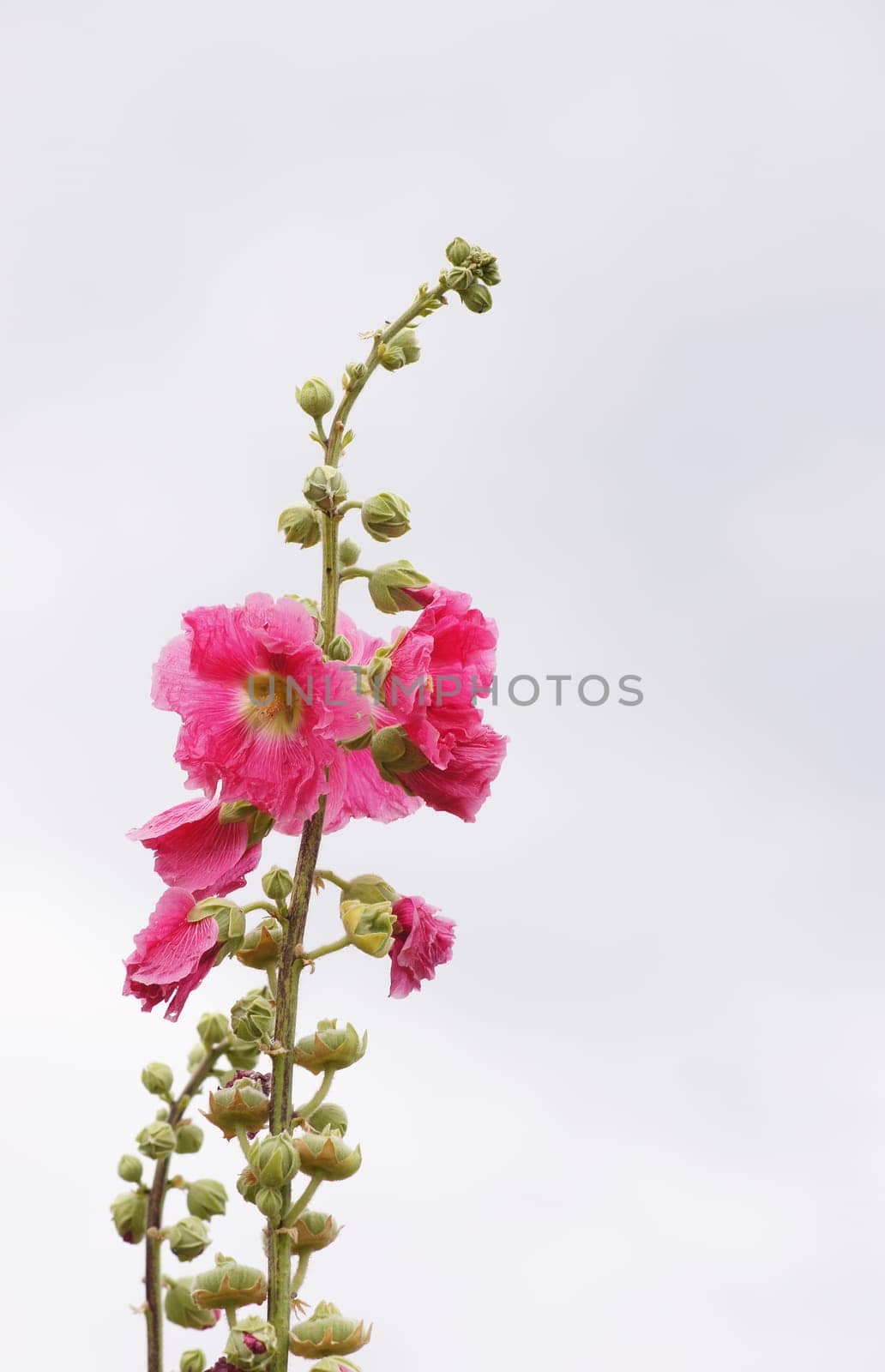 Hollyhock