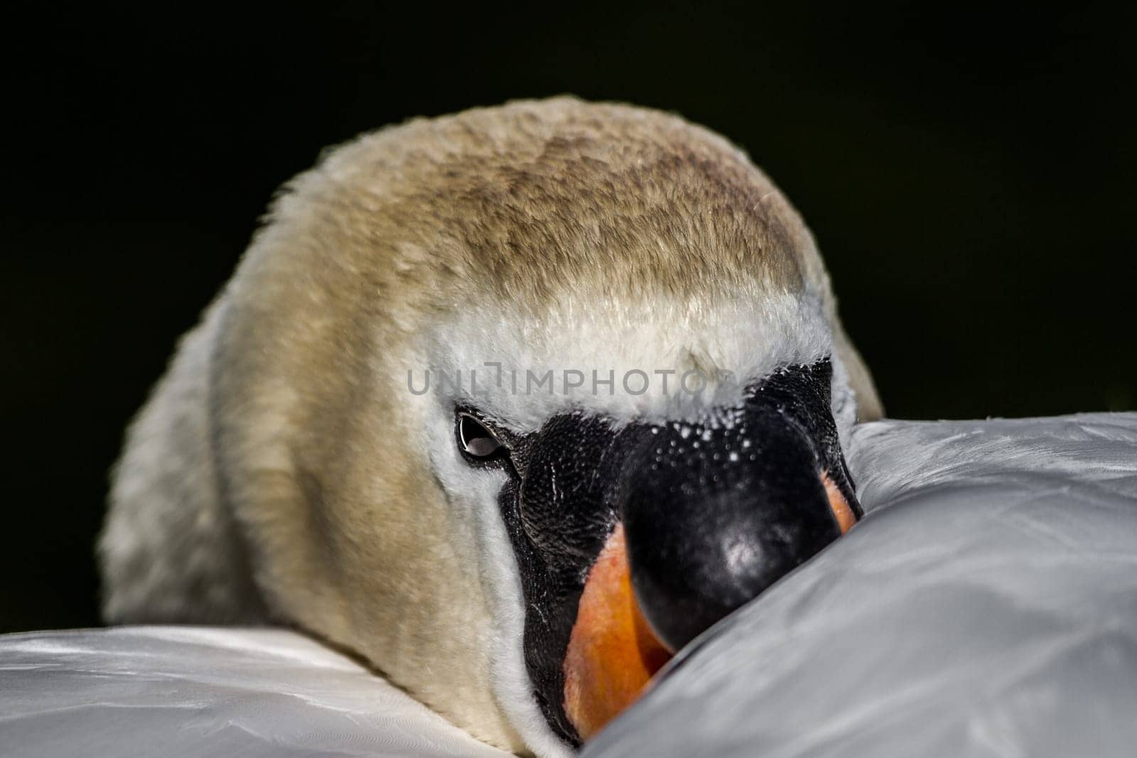 A swan resting looks around. Close-up of a swan just before he sleeps.