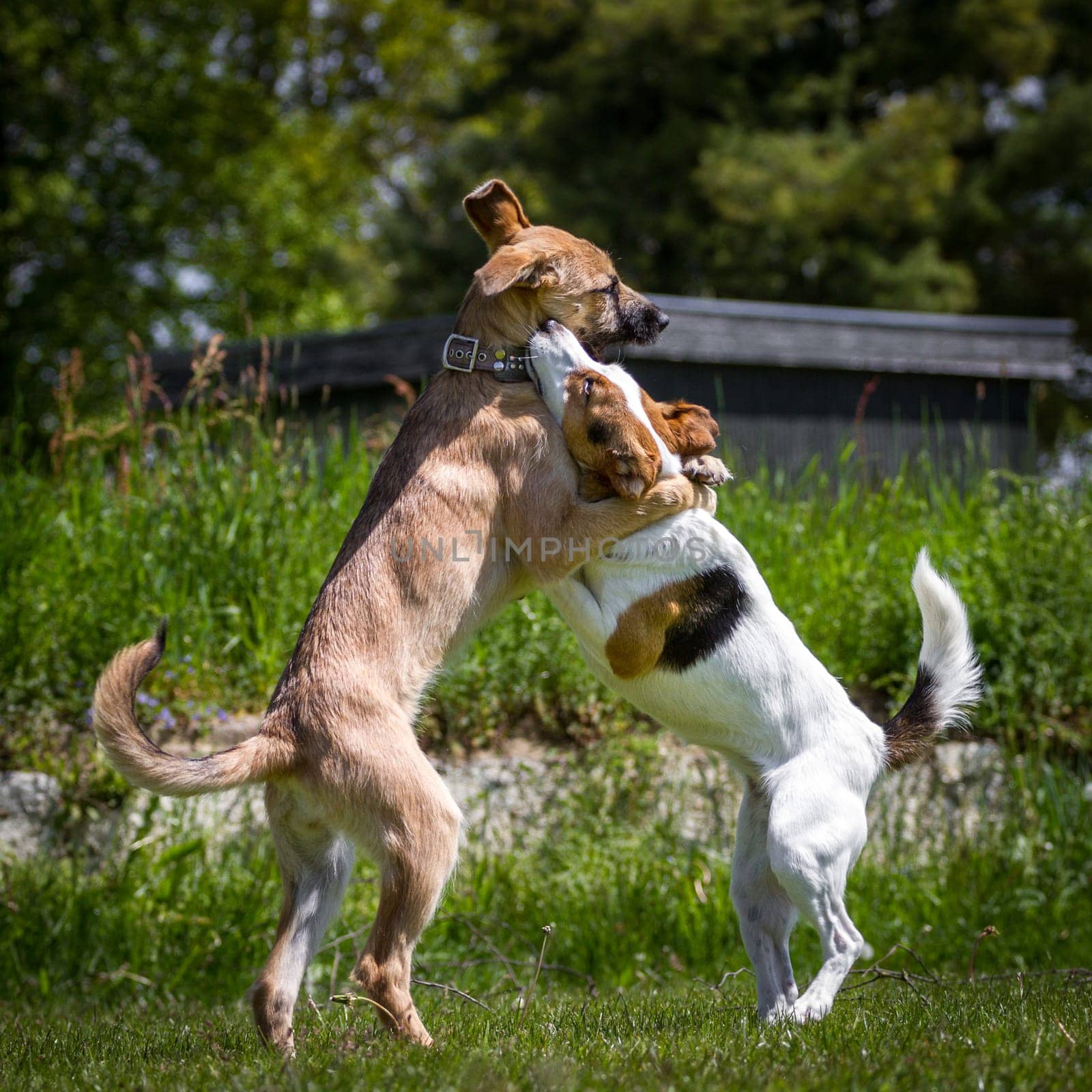 Two young dogs play standing on their hind legs,giving the impression that the two dogs are hugging each other.