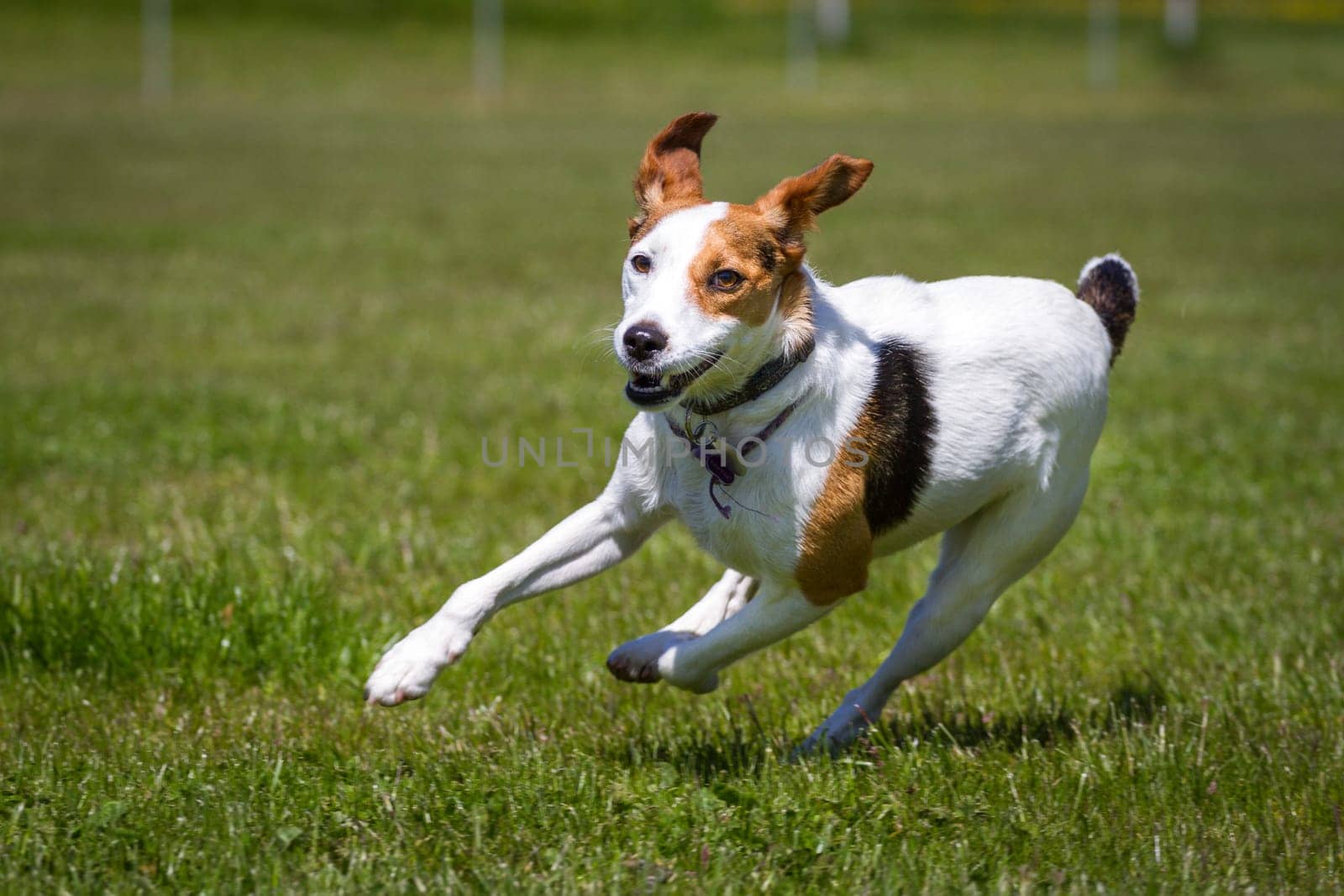 A three-coloured terrier zigzags on a green meadow,where it is fully illuminated by the sun.