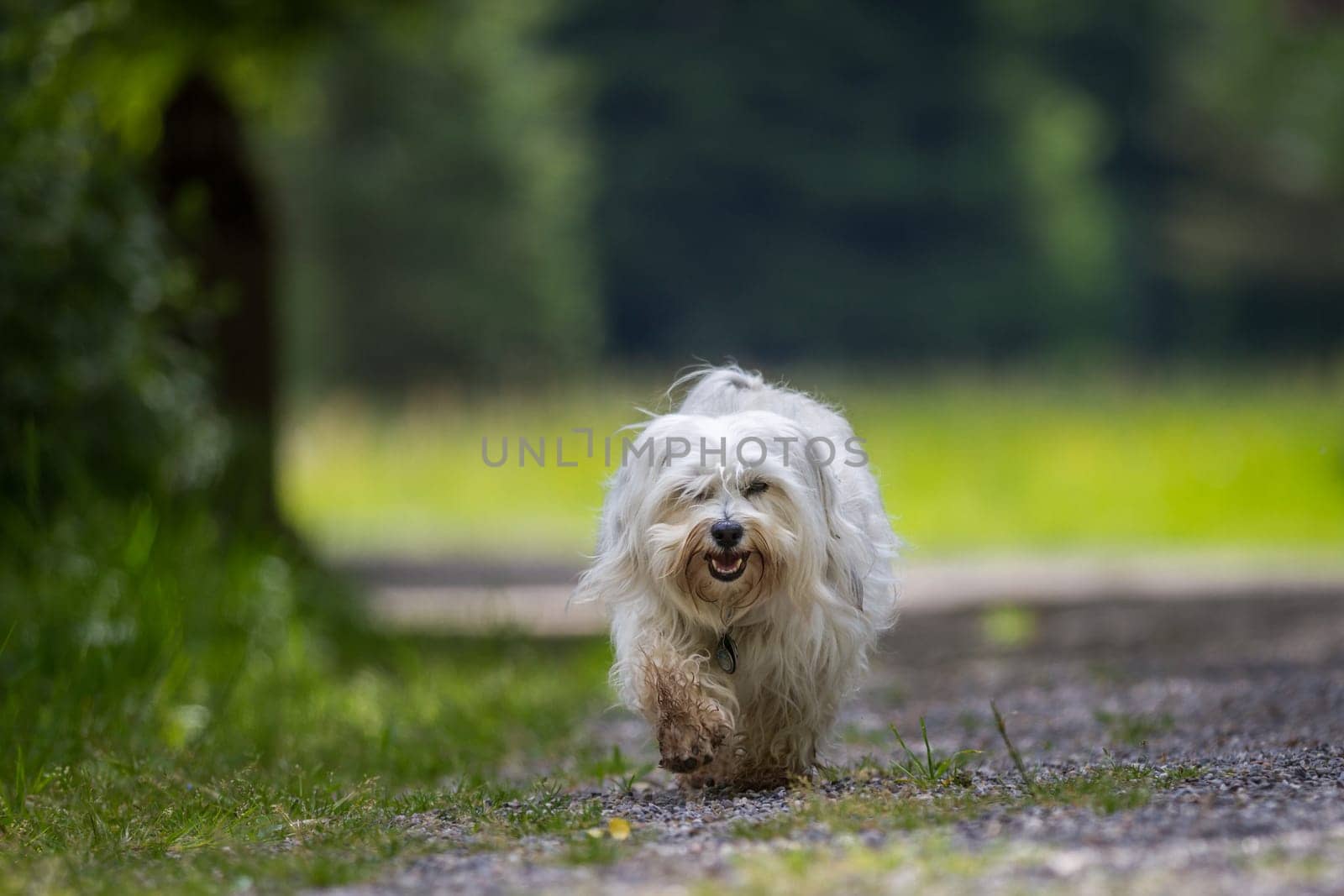Little white Havanese walks leisurely through the park,step by step he makes on the gravel path.