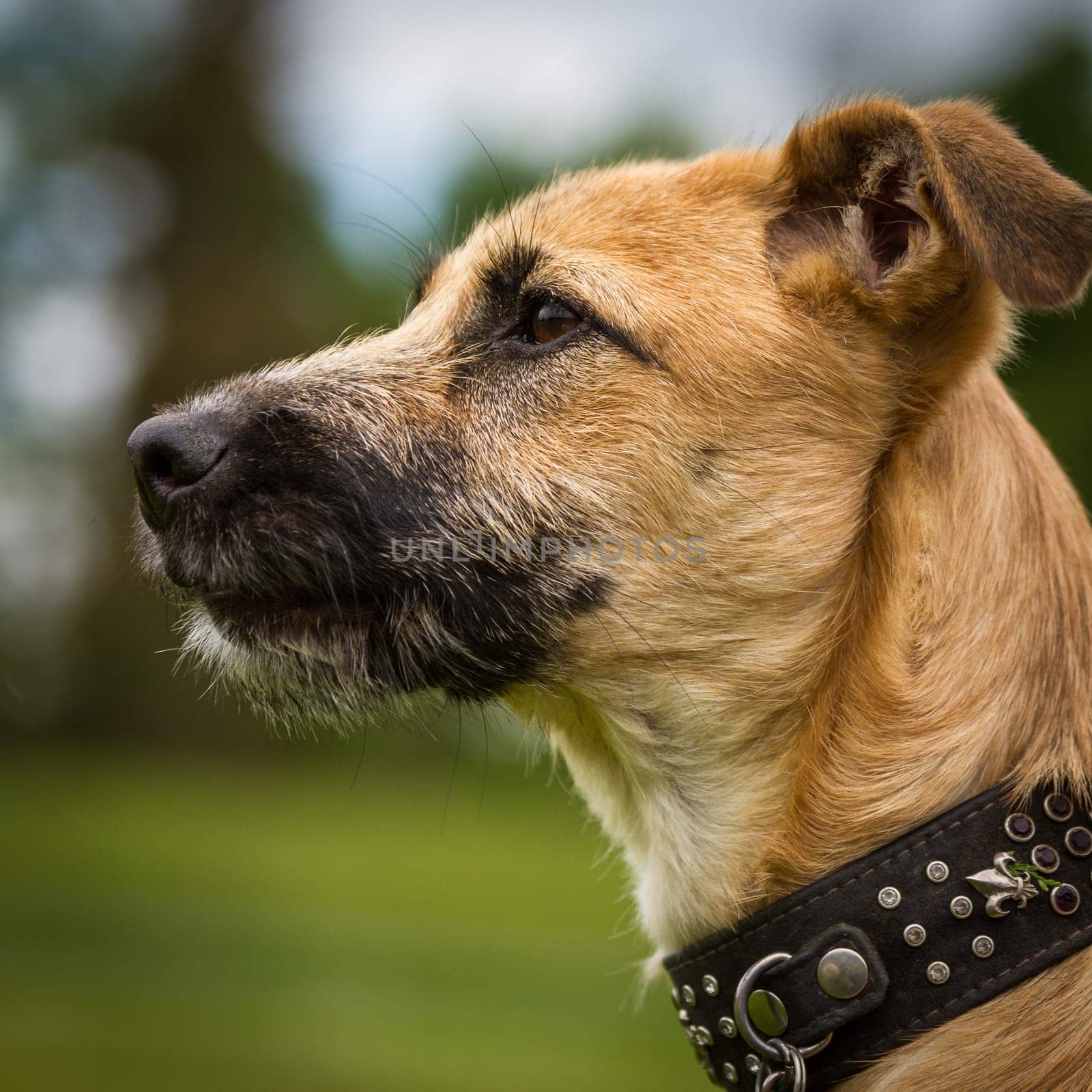 Dogs portrait of a beautiful yet very young mixed-breed with a noble collar.