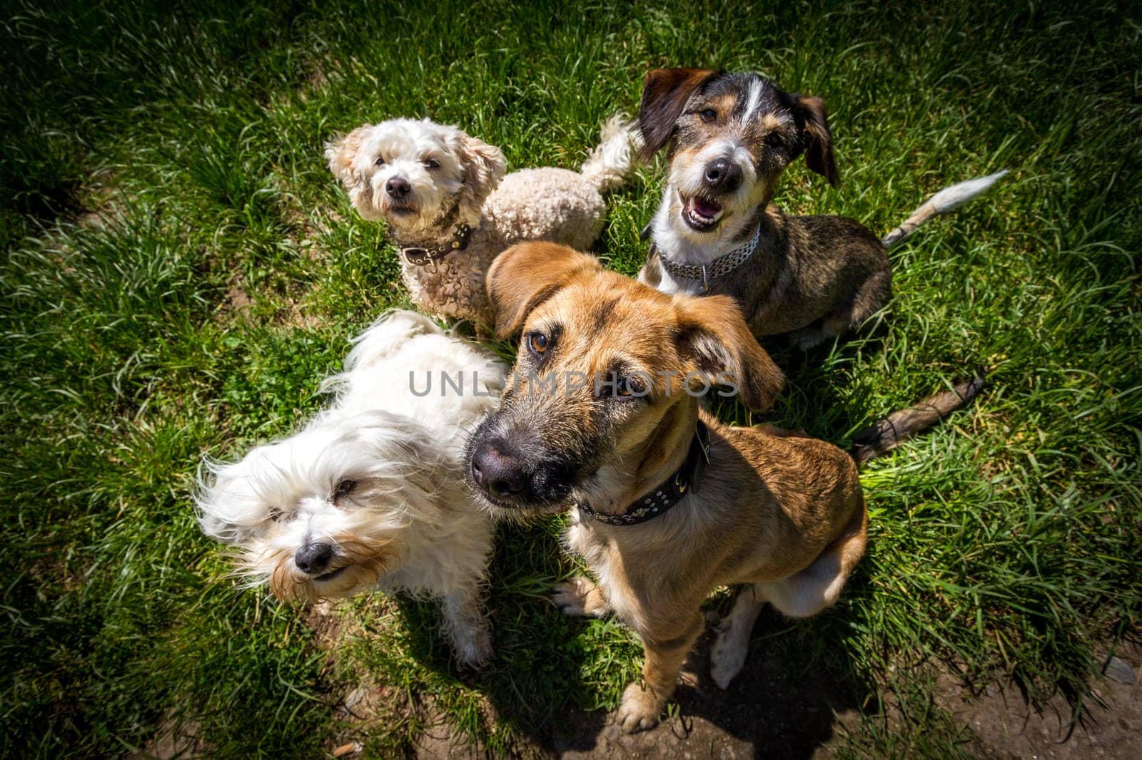 4 dogs sit on a spot and look up at the photographer who holds something fine for reward in his hands,Weiwinkel shot.