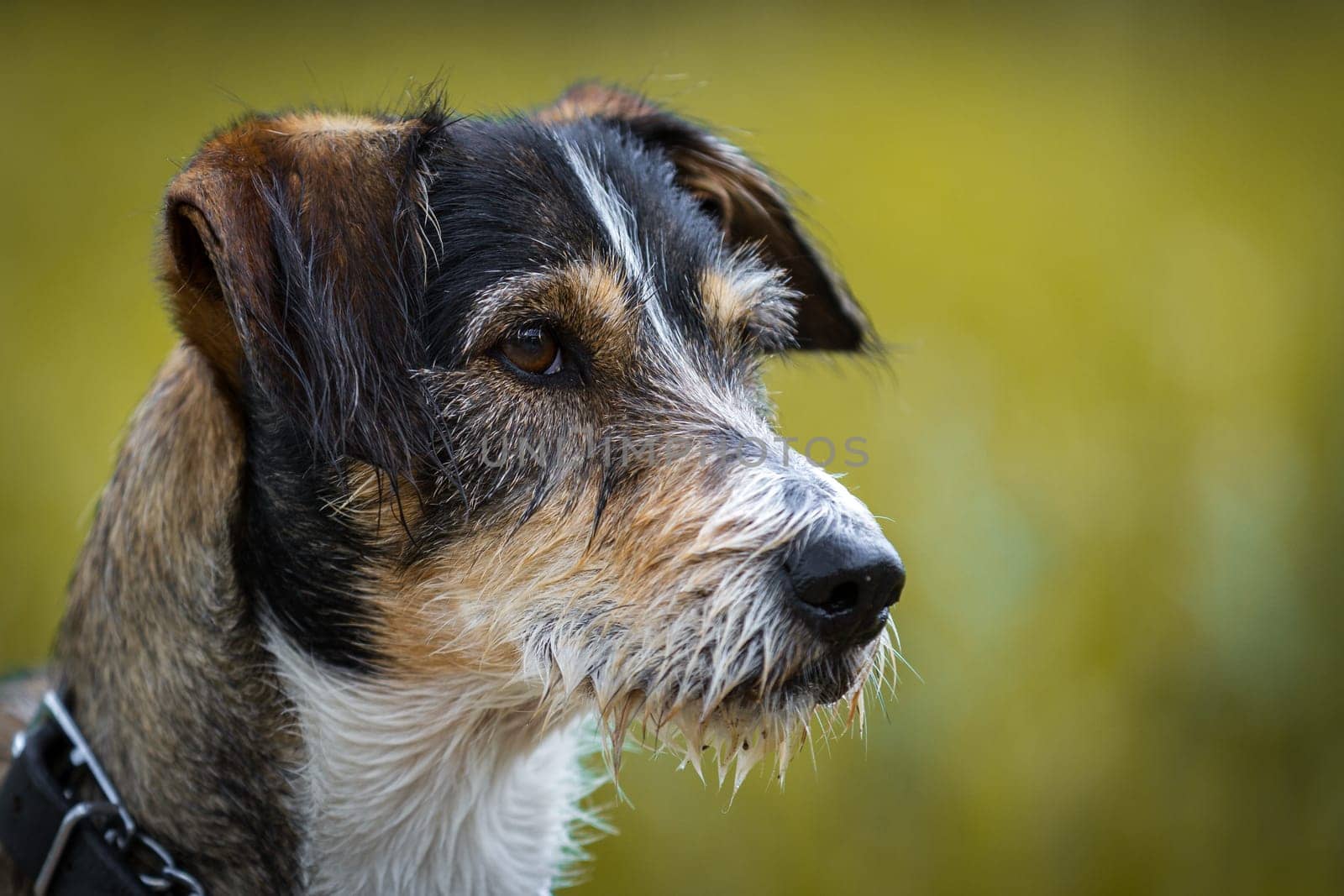 A picture of a dachshund,Terrier Mix dog in the side profile. Attentive look and at the process keeps nicely still.
