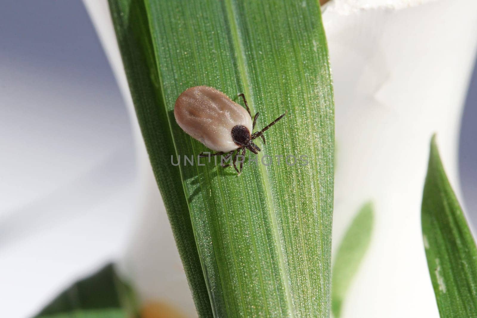 The Common Wooden Bock (Tick)