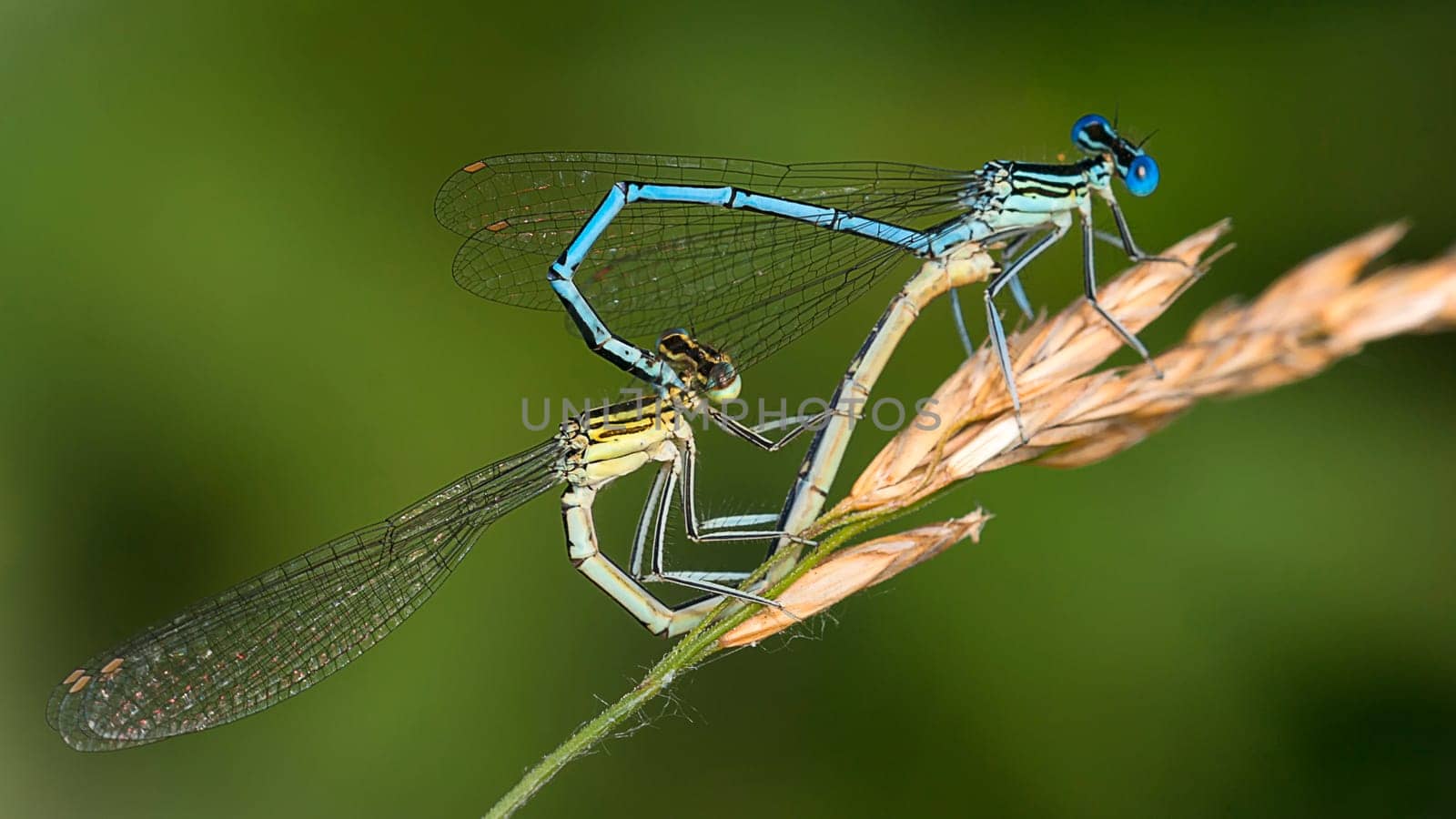 Feather dragonfly on the mating wheel