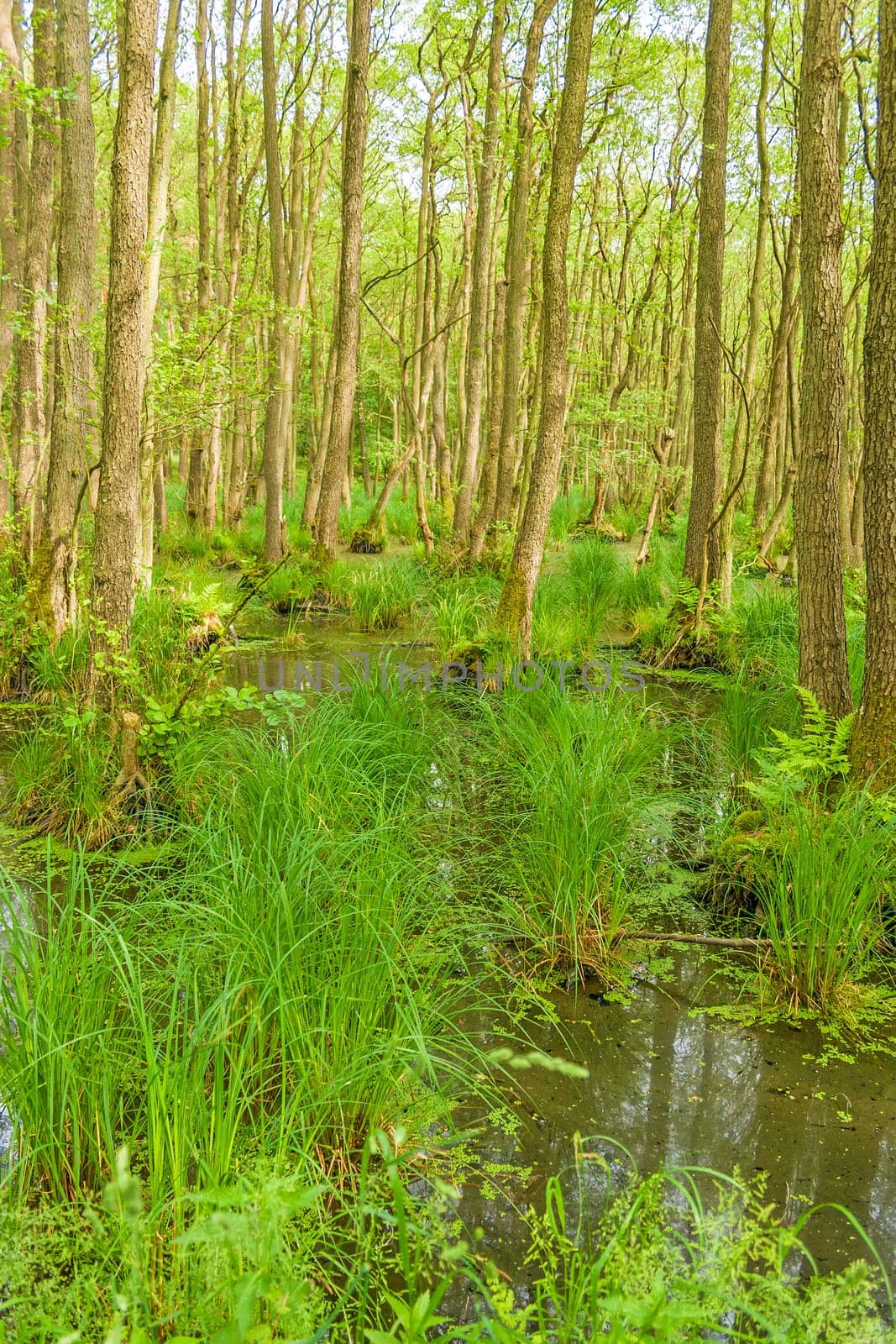 Darss forest near Prerow, Germany, Fischland-Darss-Zingst