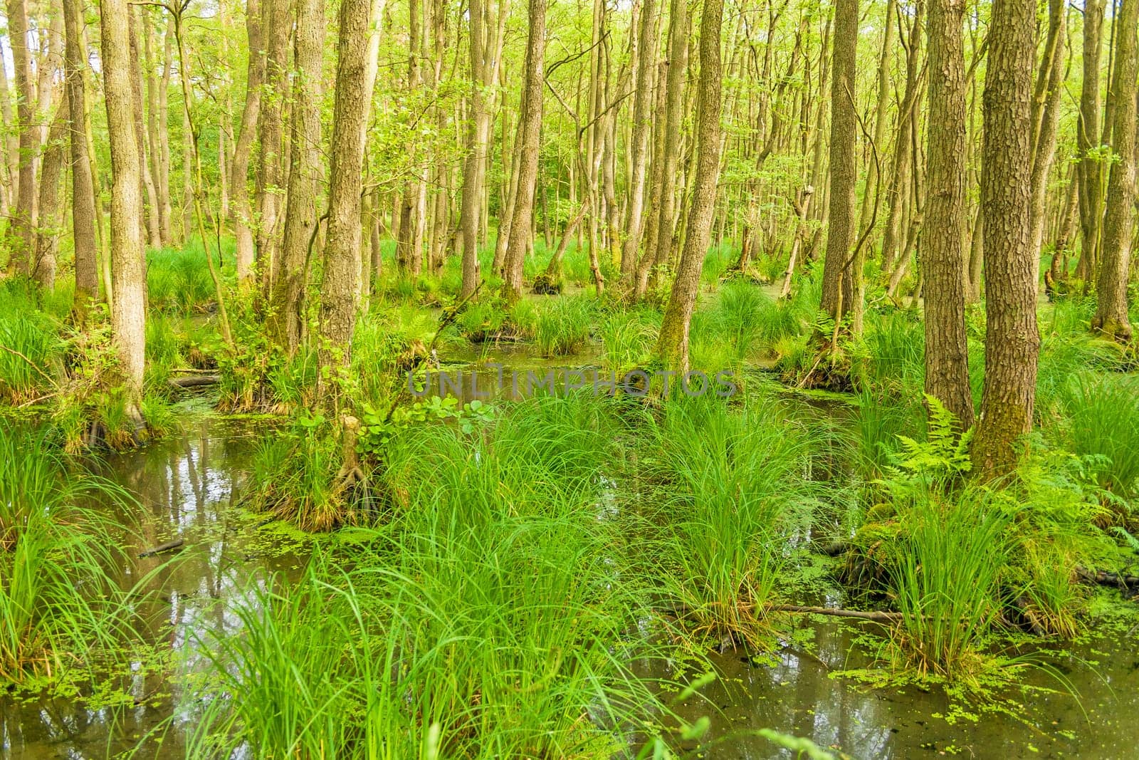 Darss forest near Prerow, Germany, Fischland-Darss-Zingst