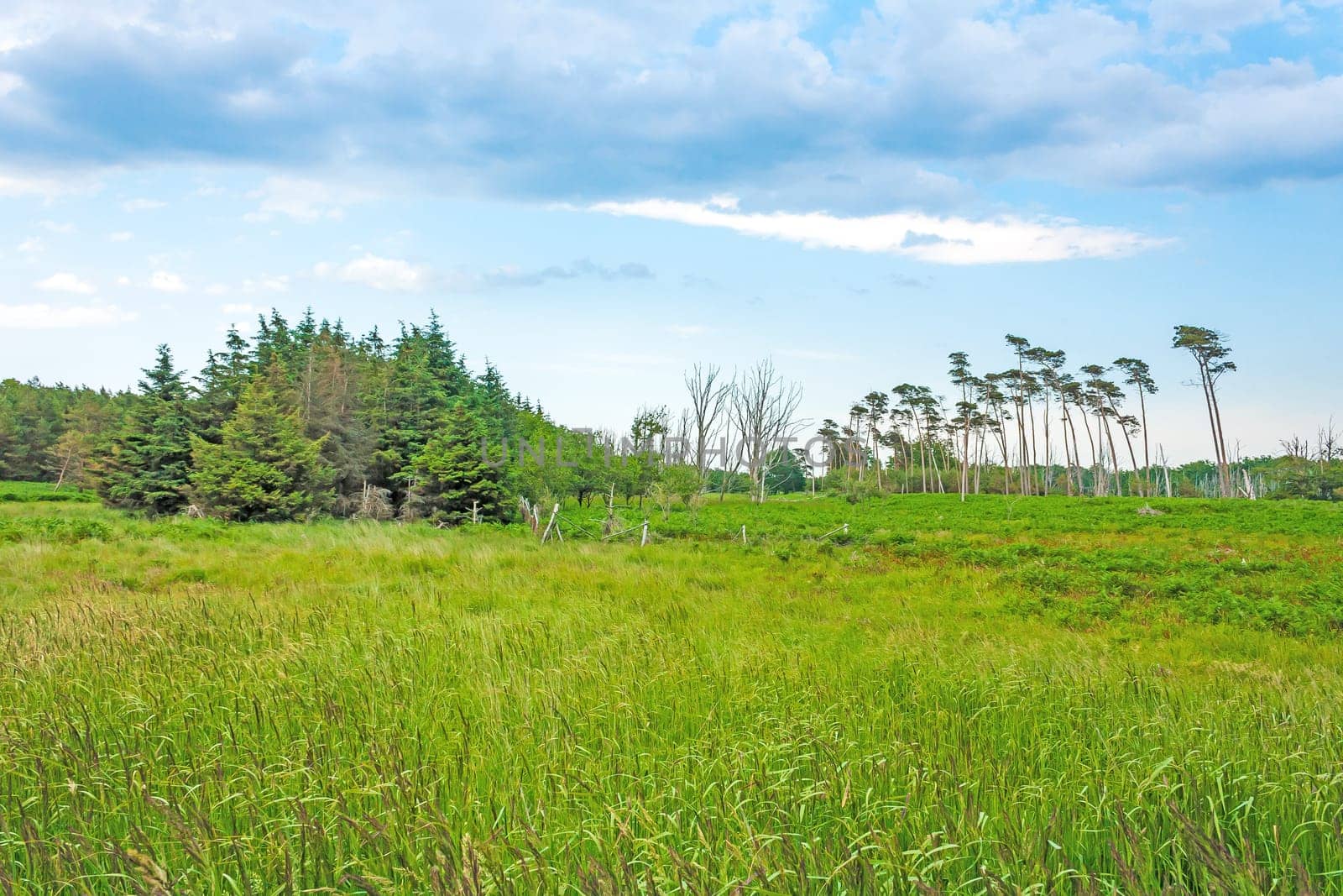 Landscape behind the Darss beach, grassland with the typical windswept trees