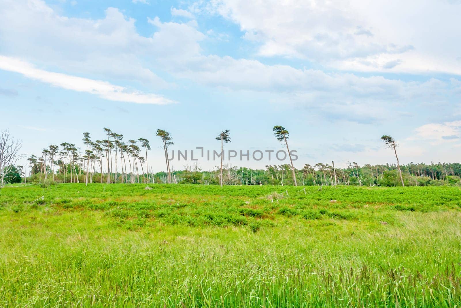 Landscape behind the Darss beach, grassland with the typical windswept trees