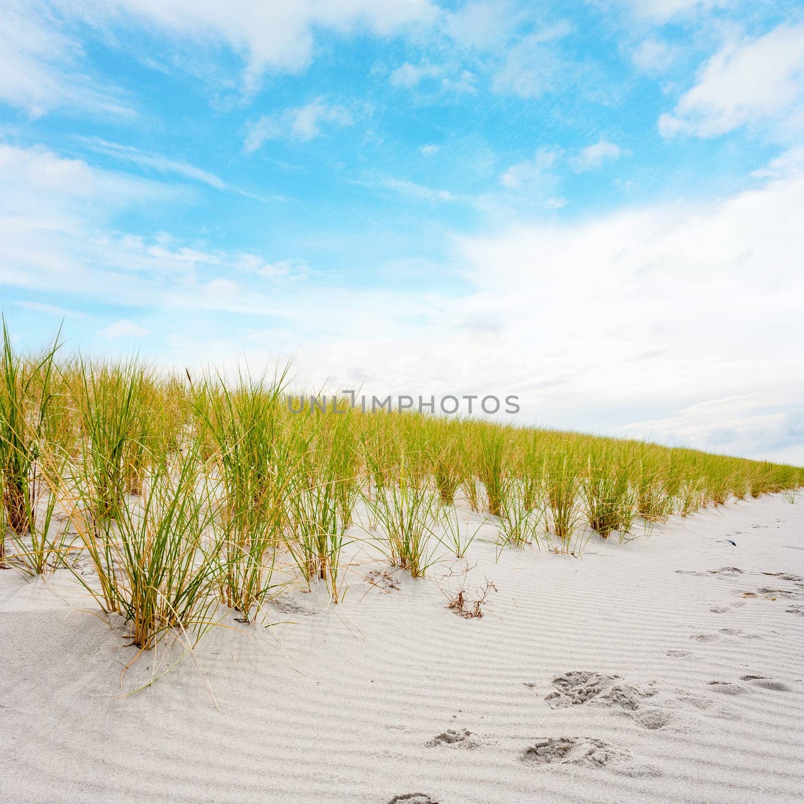 Dune with marram grass and traces in the sand