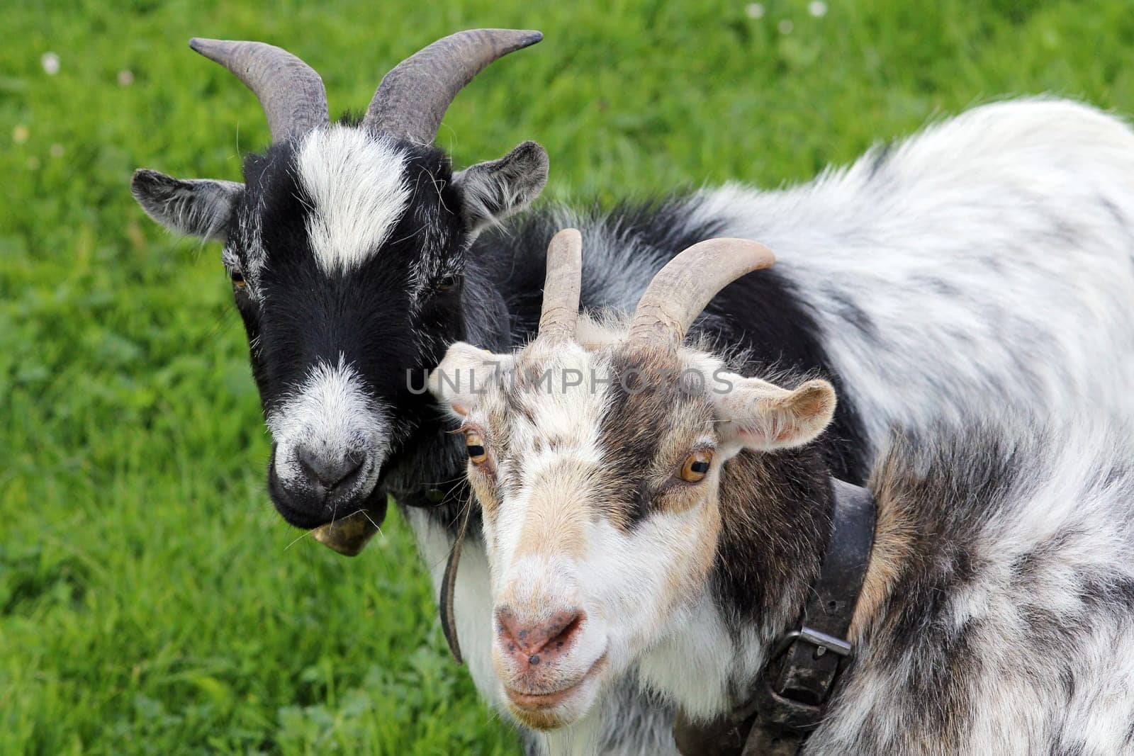Friendship among goats