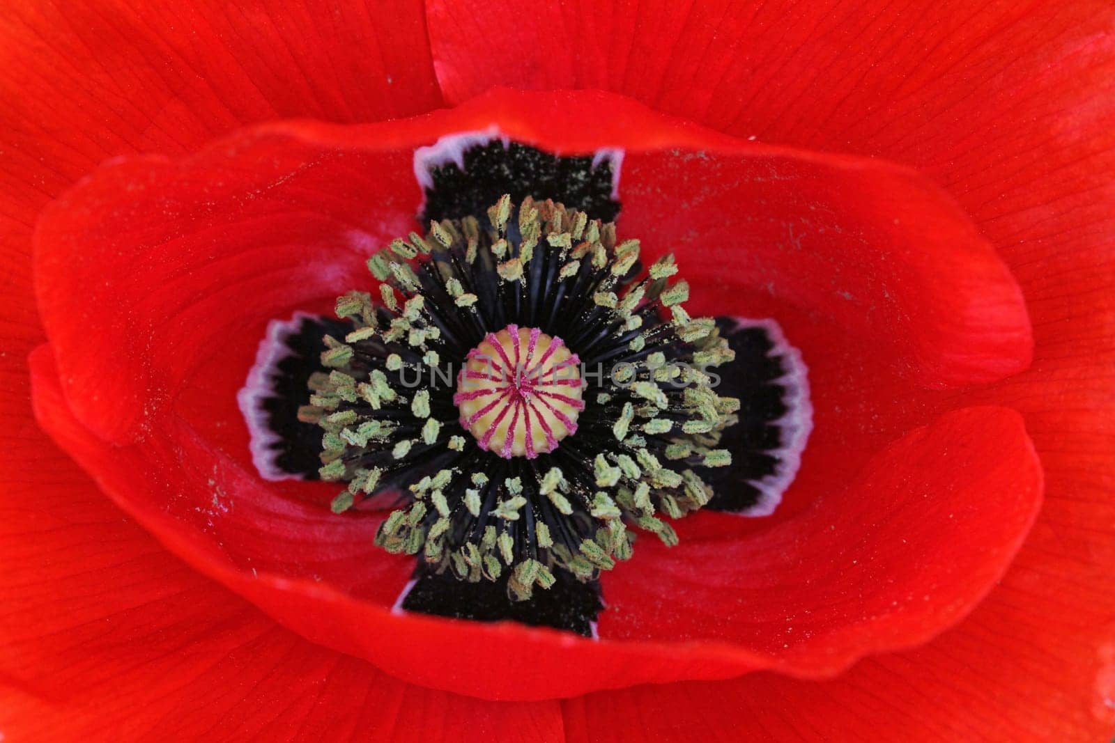 Red gossip poppy