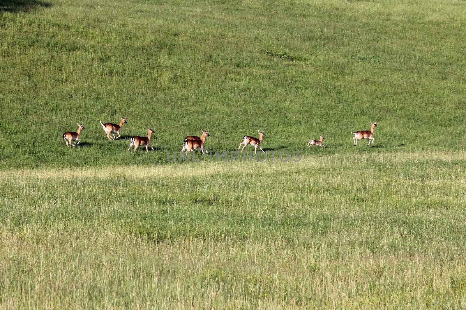 Dam deer with kittens