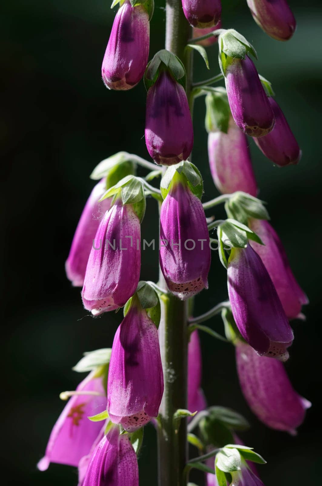 Lupine