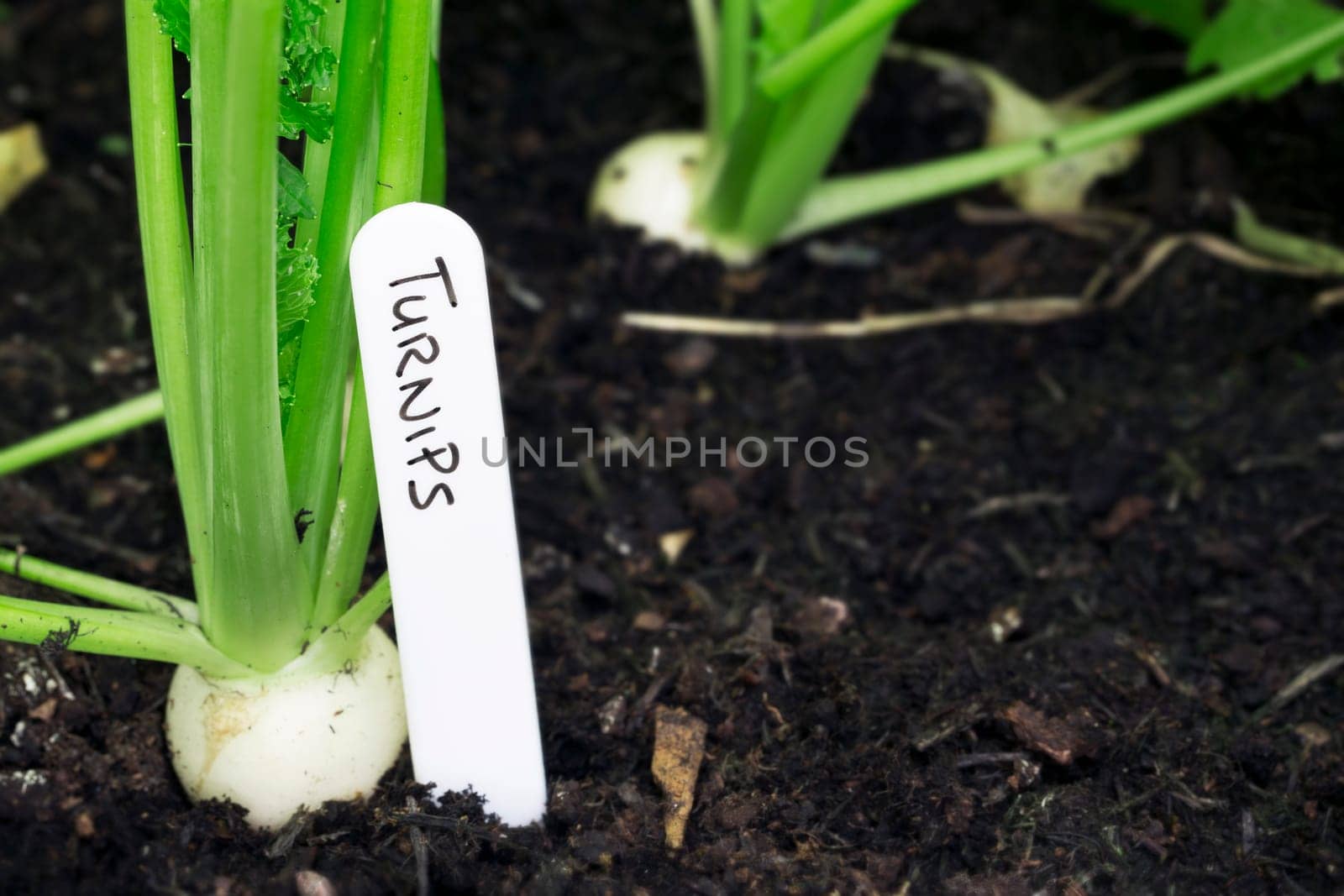 Quick growing miniature turnips in the garden with a lable and copy space.