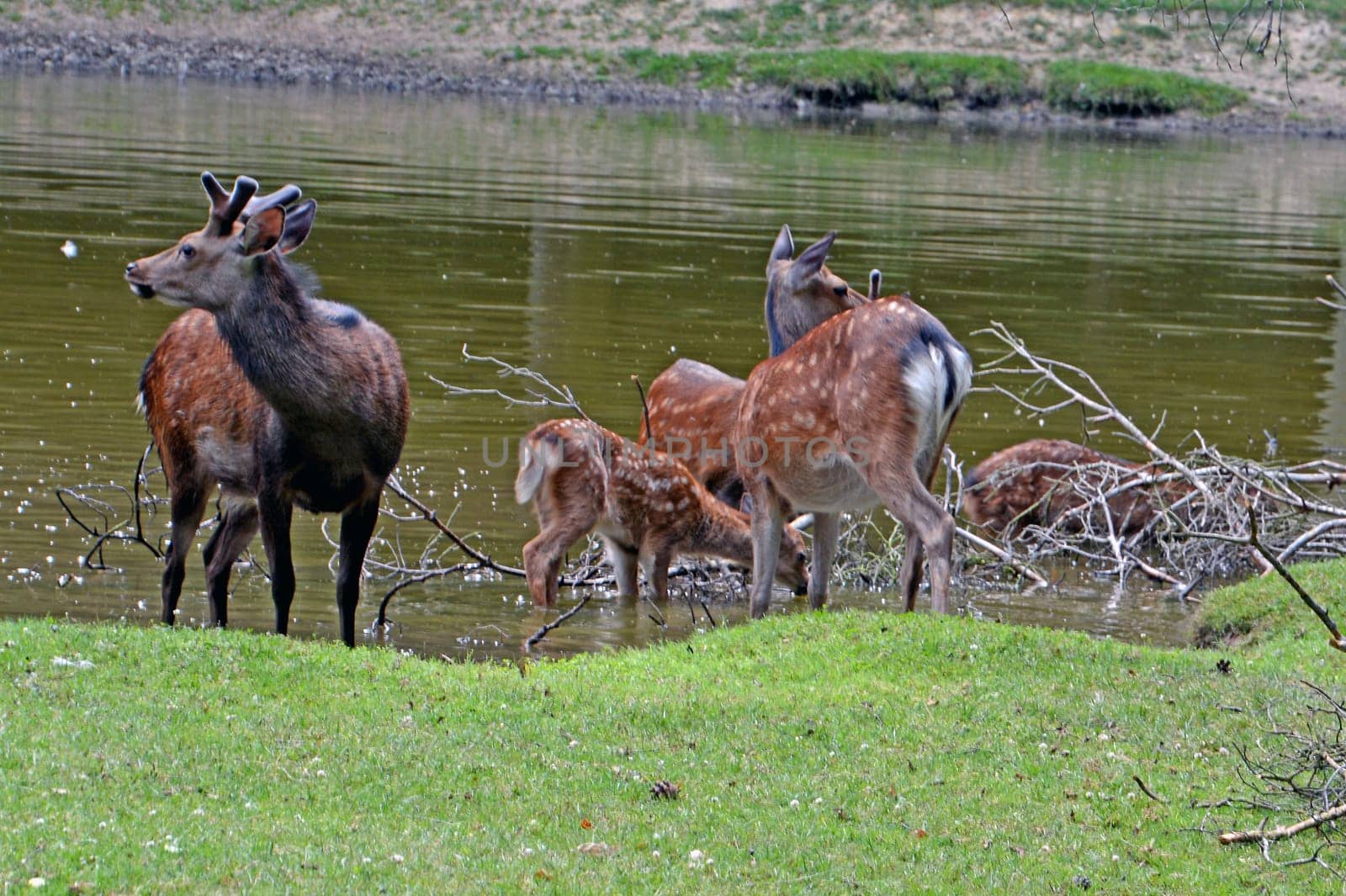 Deer