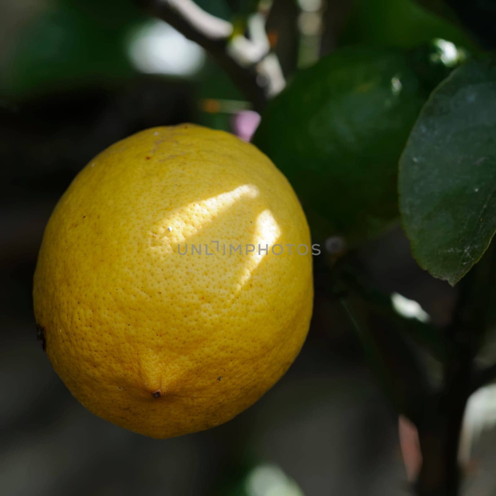 lemon
