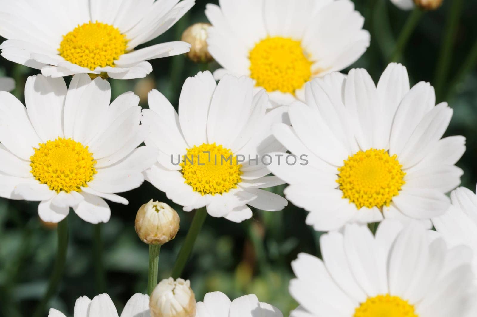 margarites