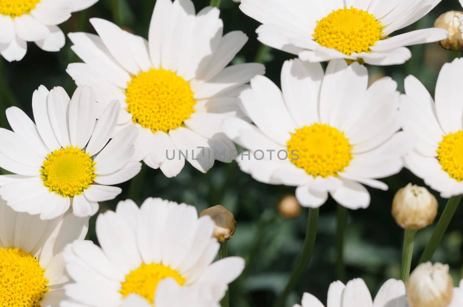 margarites