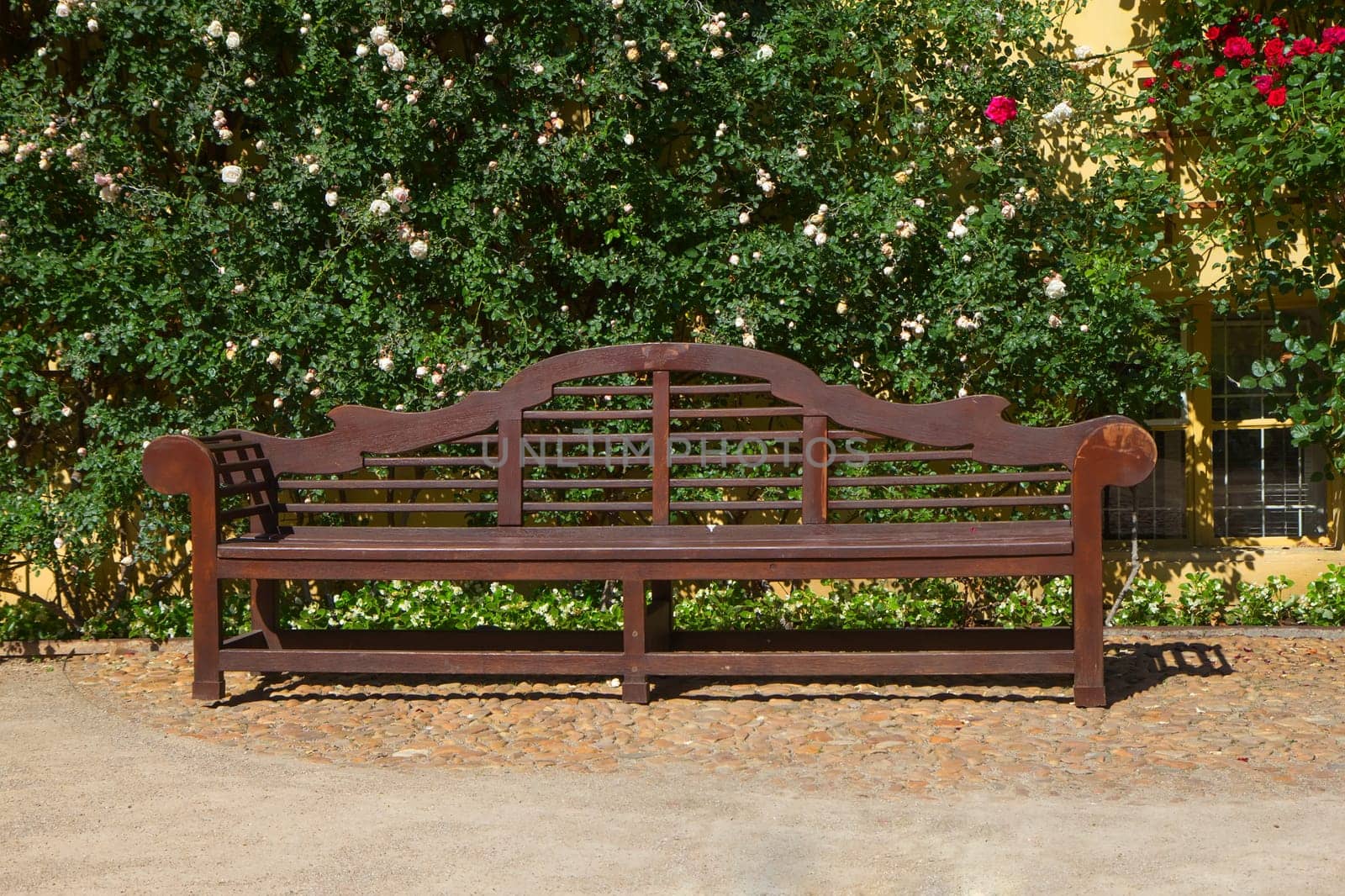 Wooden bench in the park. Climbing roses on the wall in the background.