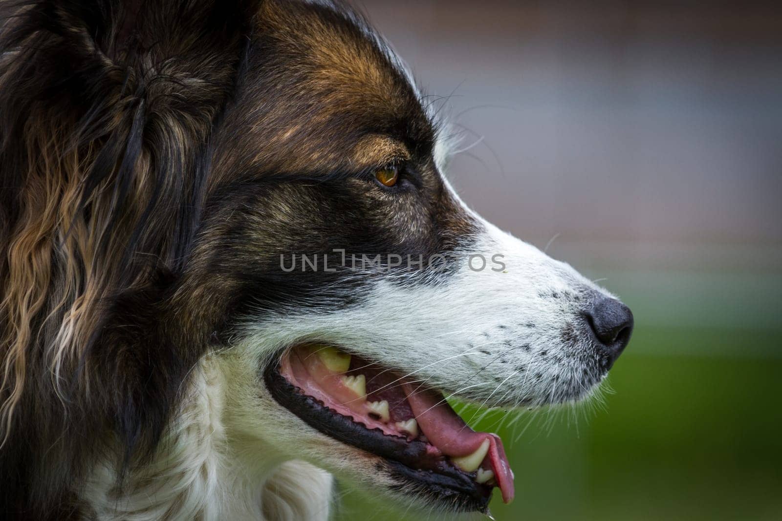 An eerily pretty dog with a very serene being,cropped profile picture.