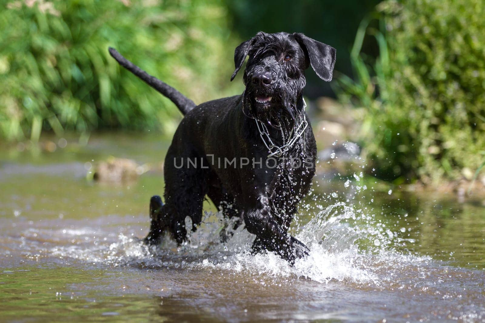 Black giant schnauzer goes through the water.