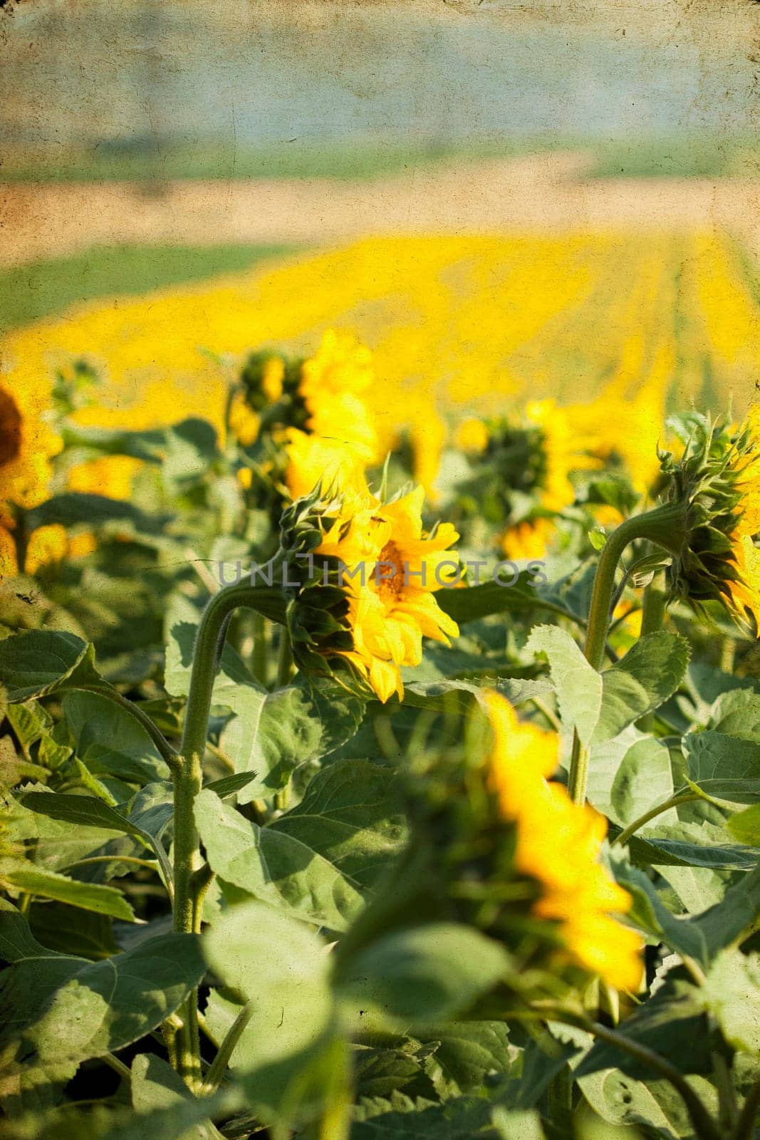 Vintage photo of blooming sunflower field