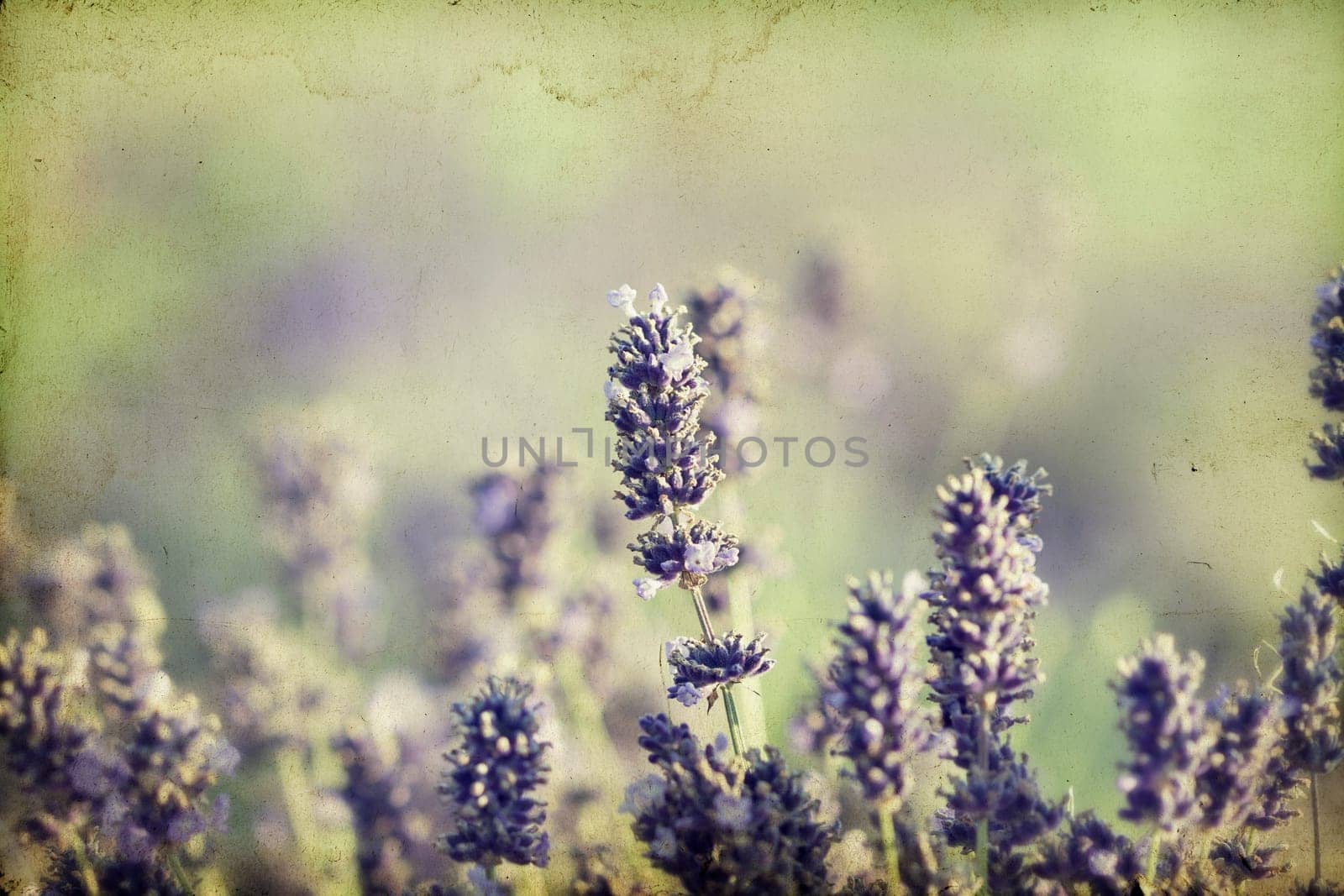 Vintage photo of lavender in the field