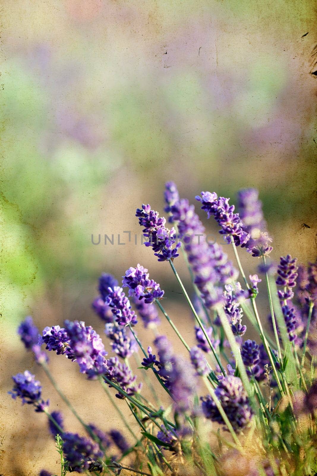 Vintage photo of lavender in the field