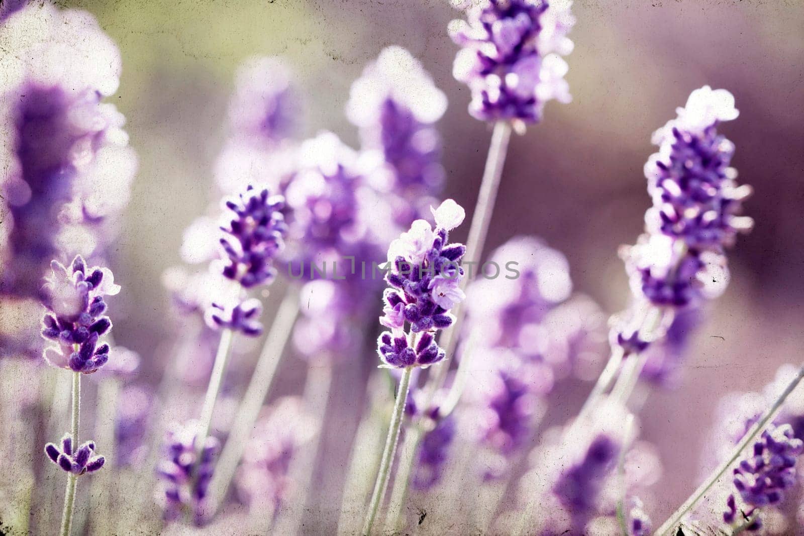 Vintage photo of lavender in the field