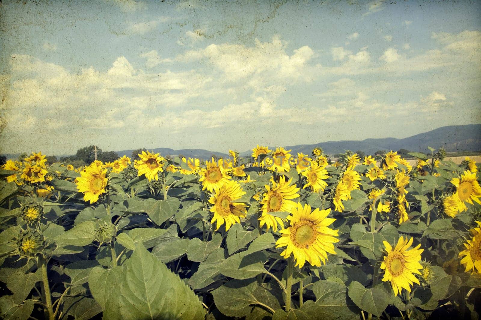 Vintage photo of blooming sunflower field