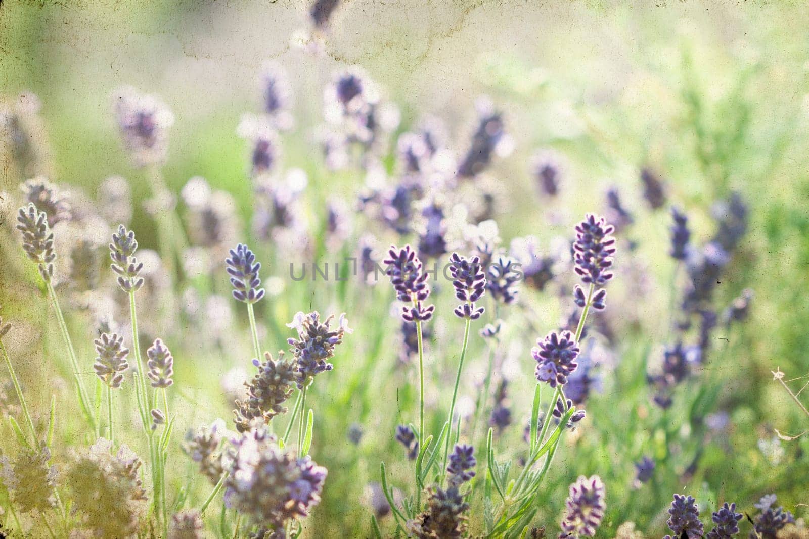 Vintage photo of lavender in the field