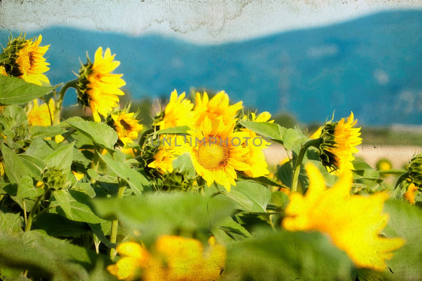 Vintage photo of blooming sunflower field