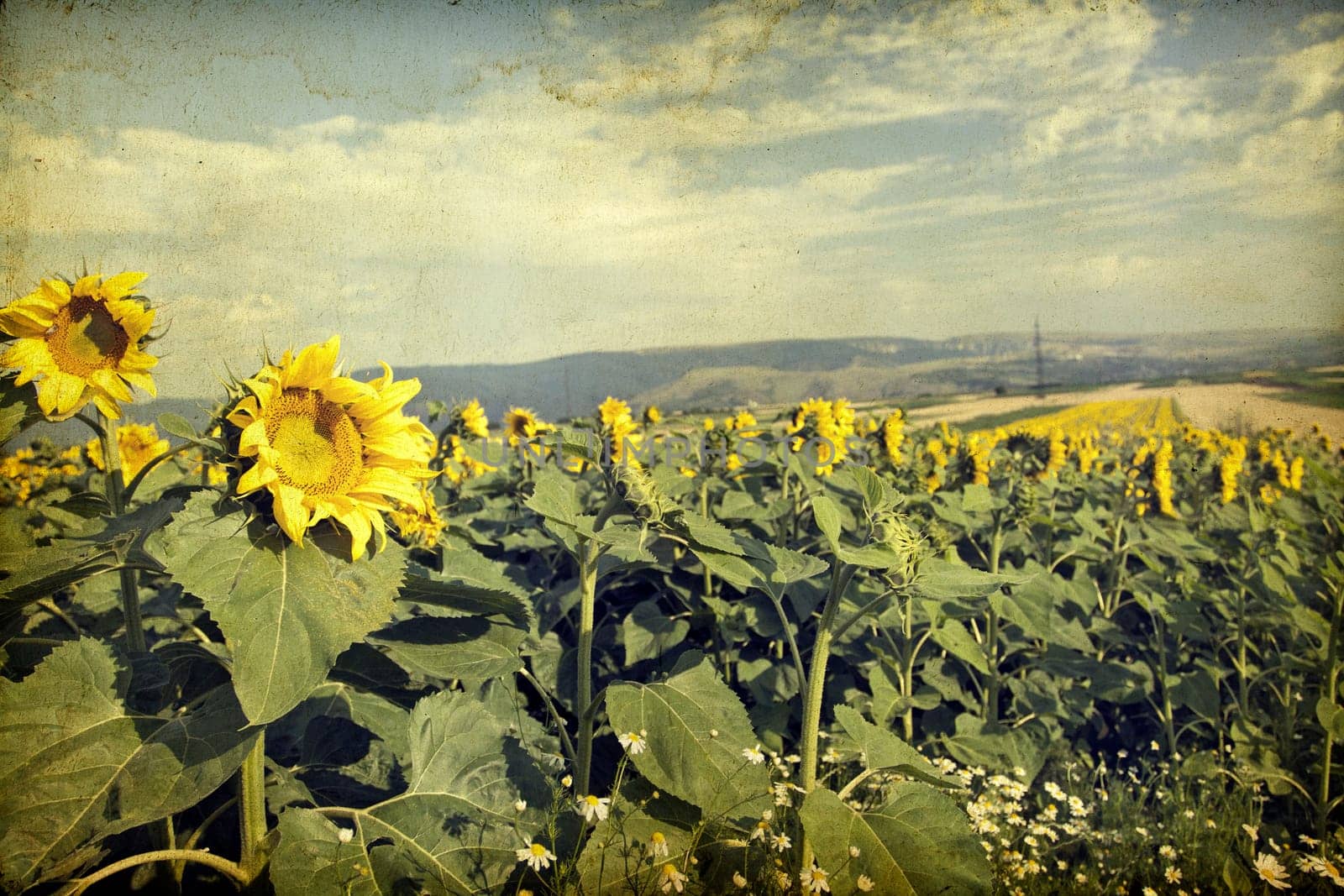 Vintage photo of blooming sunflower field