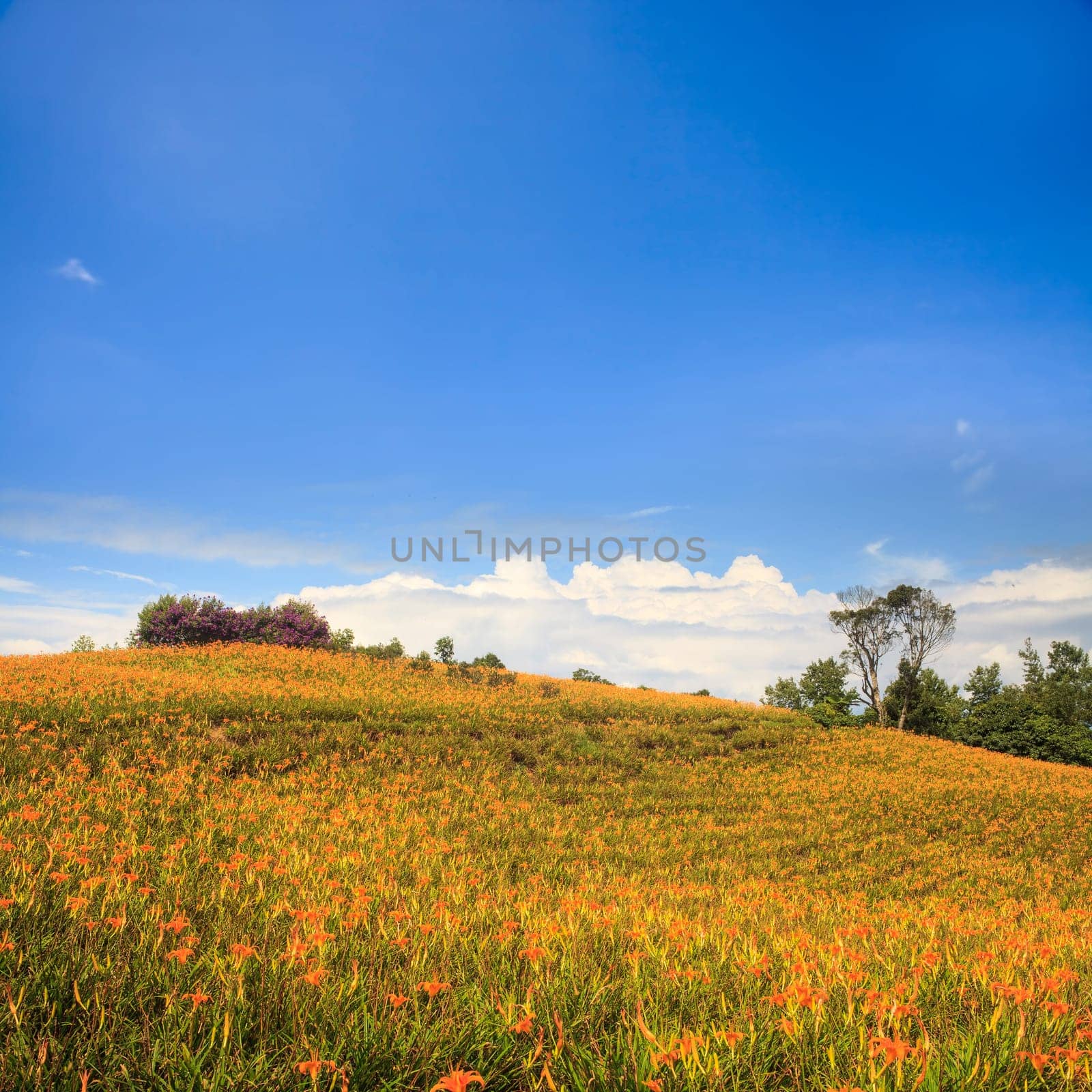 Daylily flower at sixty Stone Mountain in Taiwan Hualien festival..