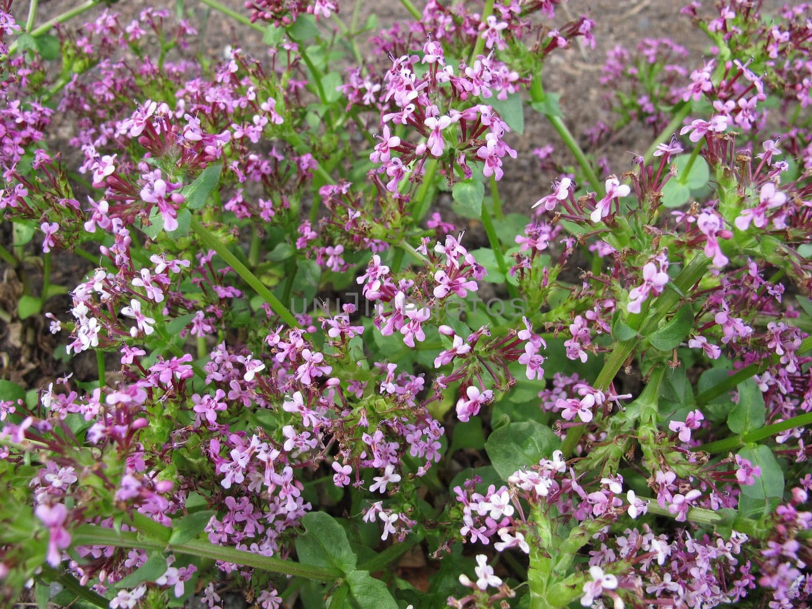 American Valerian,Fedia cornucopiae