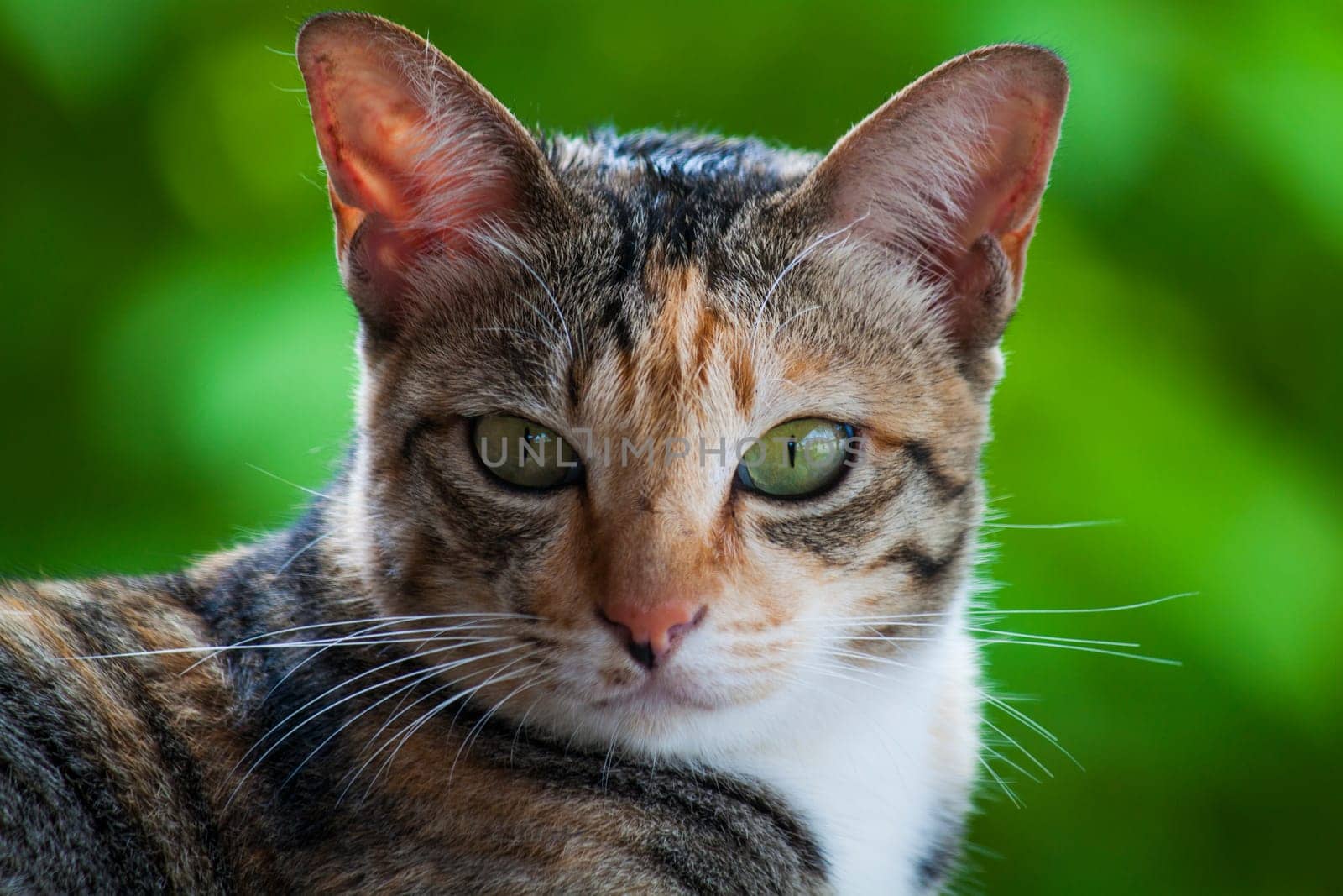 Cat's head - looking at camera