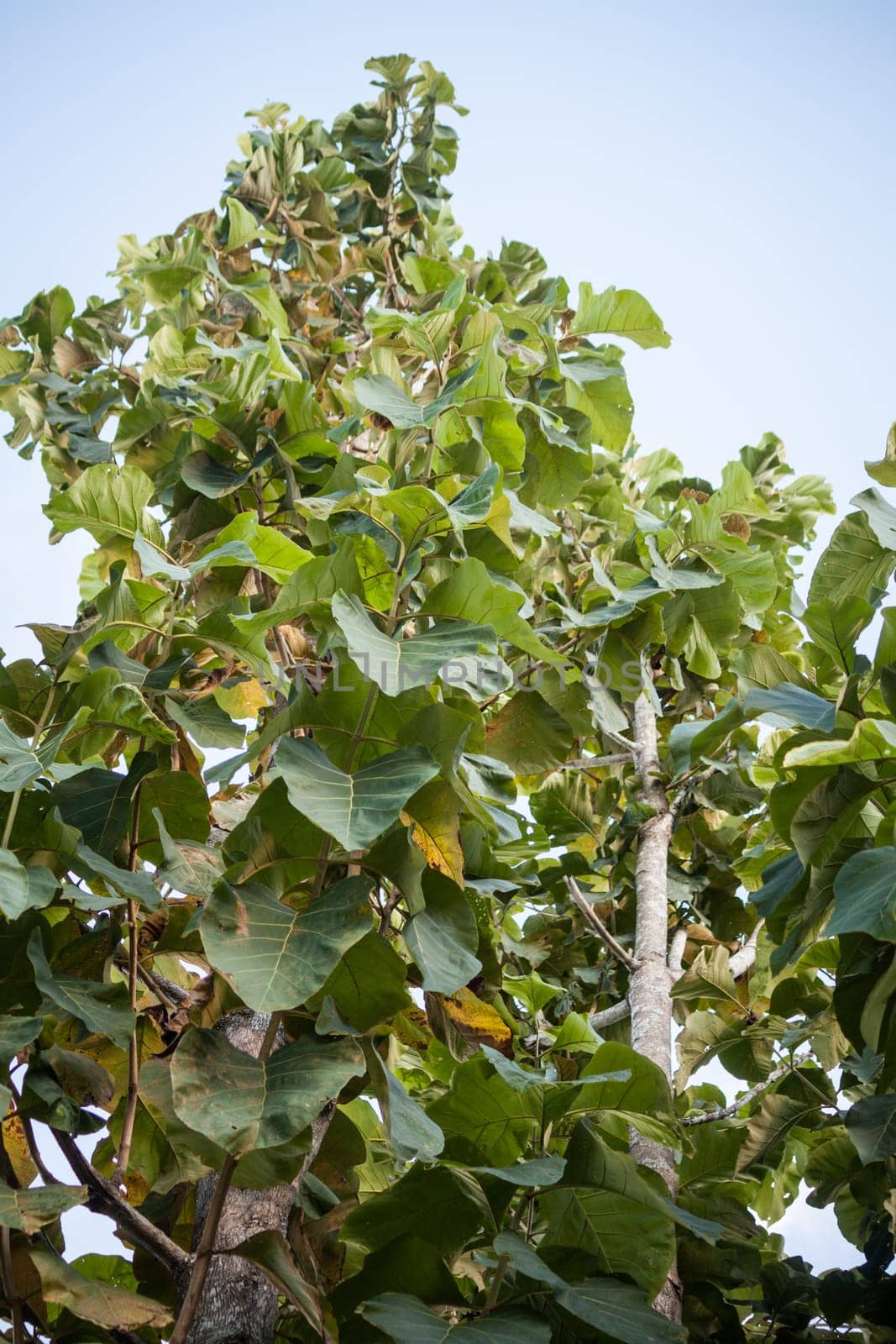 The bottom up view of teak wood forest