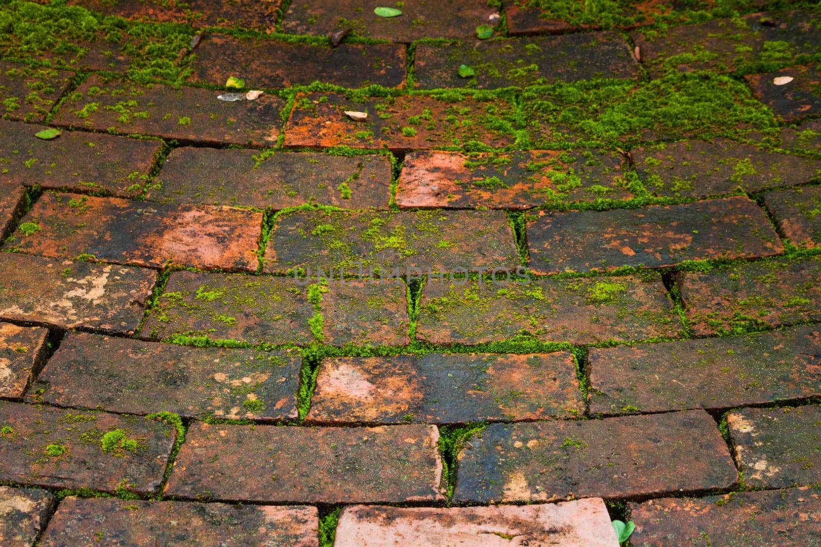 Wall texture background with leaves and mos